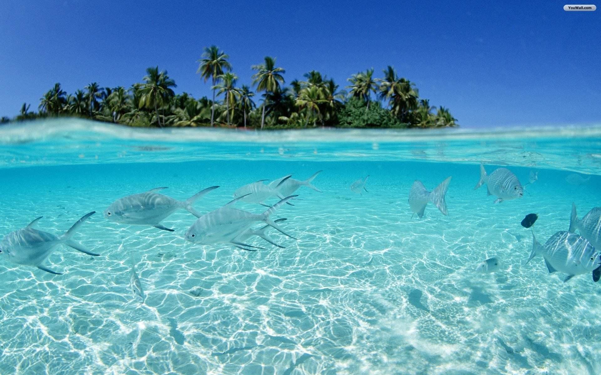 Isola tropicale con pesci subacquei, 1920x1200 Full HD+, Desktop