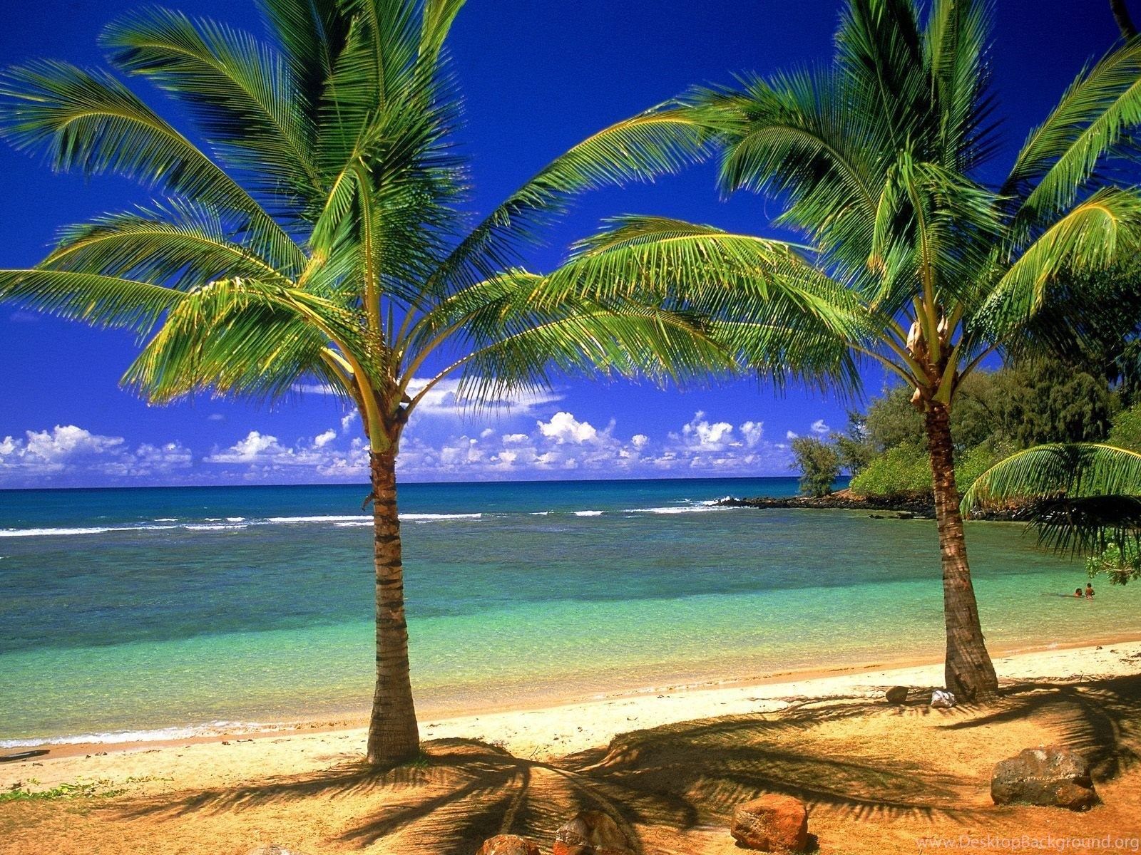 Palme spiaggia tropicale mare, 1600x1200 900p, PC