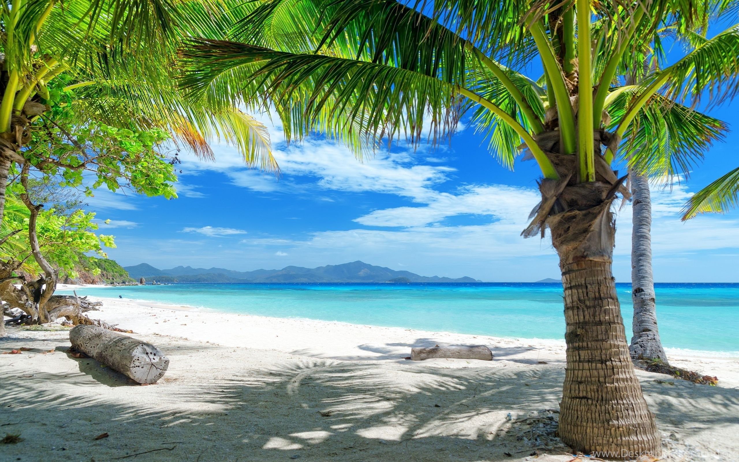 Spiaggia tropicale con palme, 2560x1600 2K+, MacBook Pro