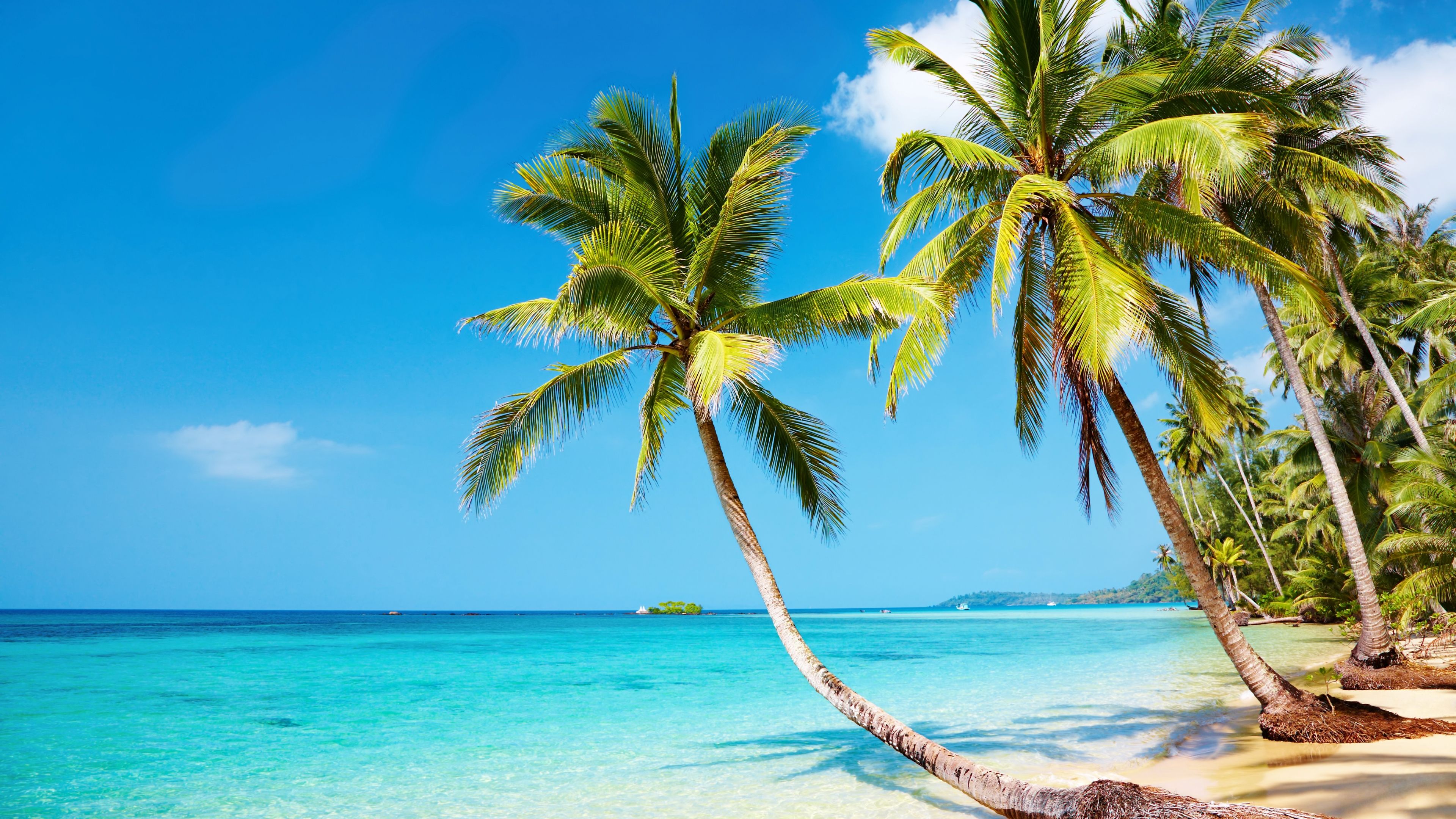 Spiaggia tropicale con palme, 3840x2160 4K, Desktop 4K