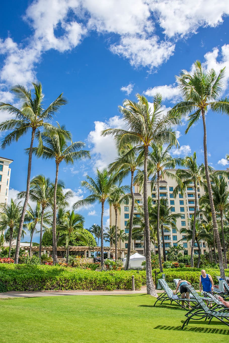 Palme resort tropicale Hawaii, 910x1363 Full HD Verticale, iPhone