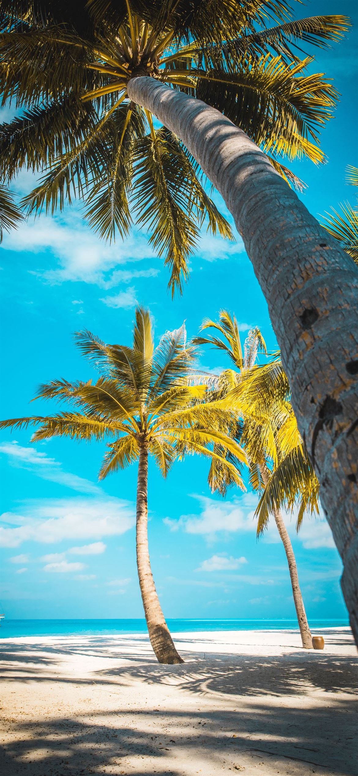 Palme spiaggia tropicale, 1170x2532 Verticale, iPhone