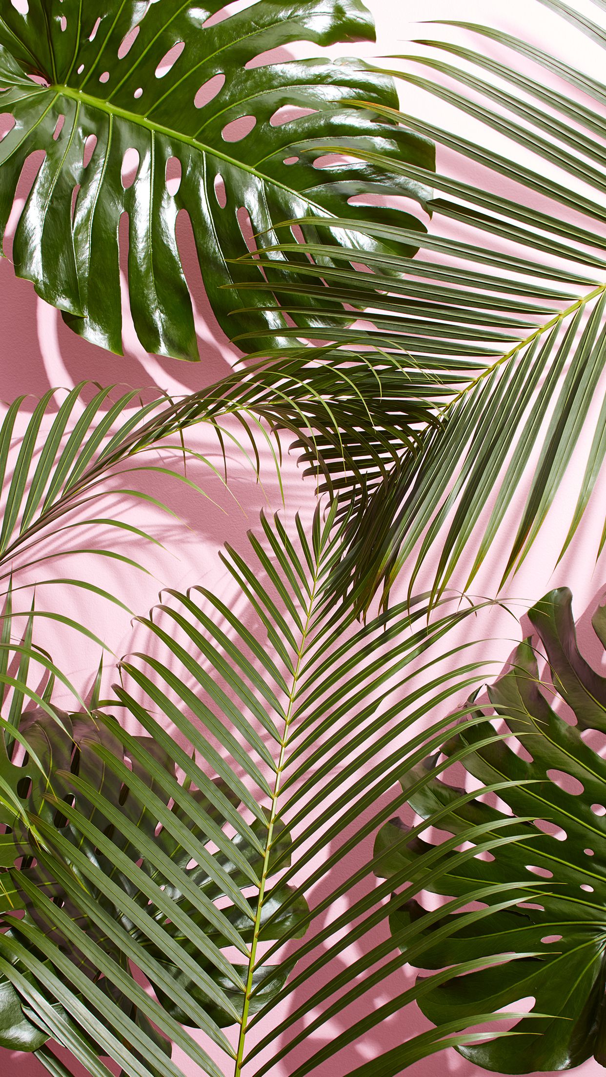 Foglie tropicali su sfondo rosa, 1242x2208 Verticale, Mobile
