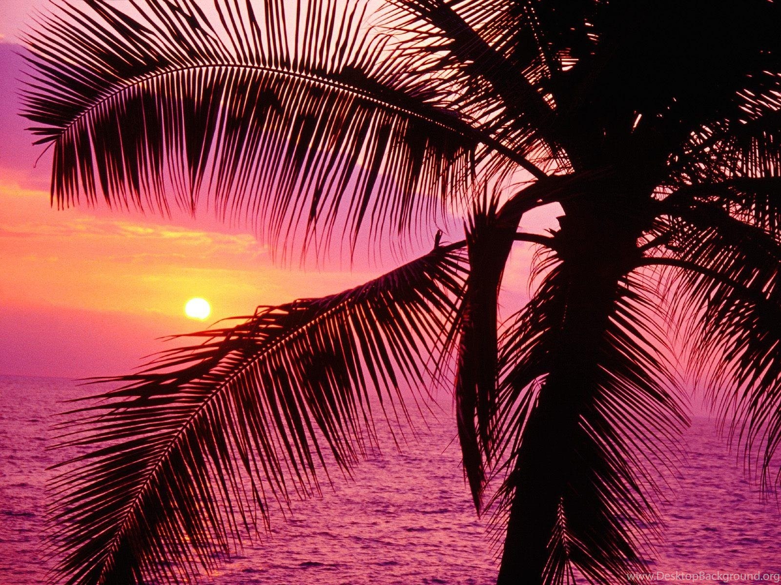 Palma silhouette tramonto tropicale, 1600x1200 900p, PC