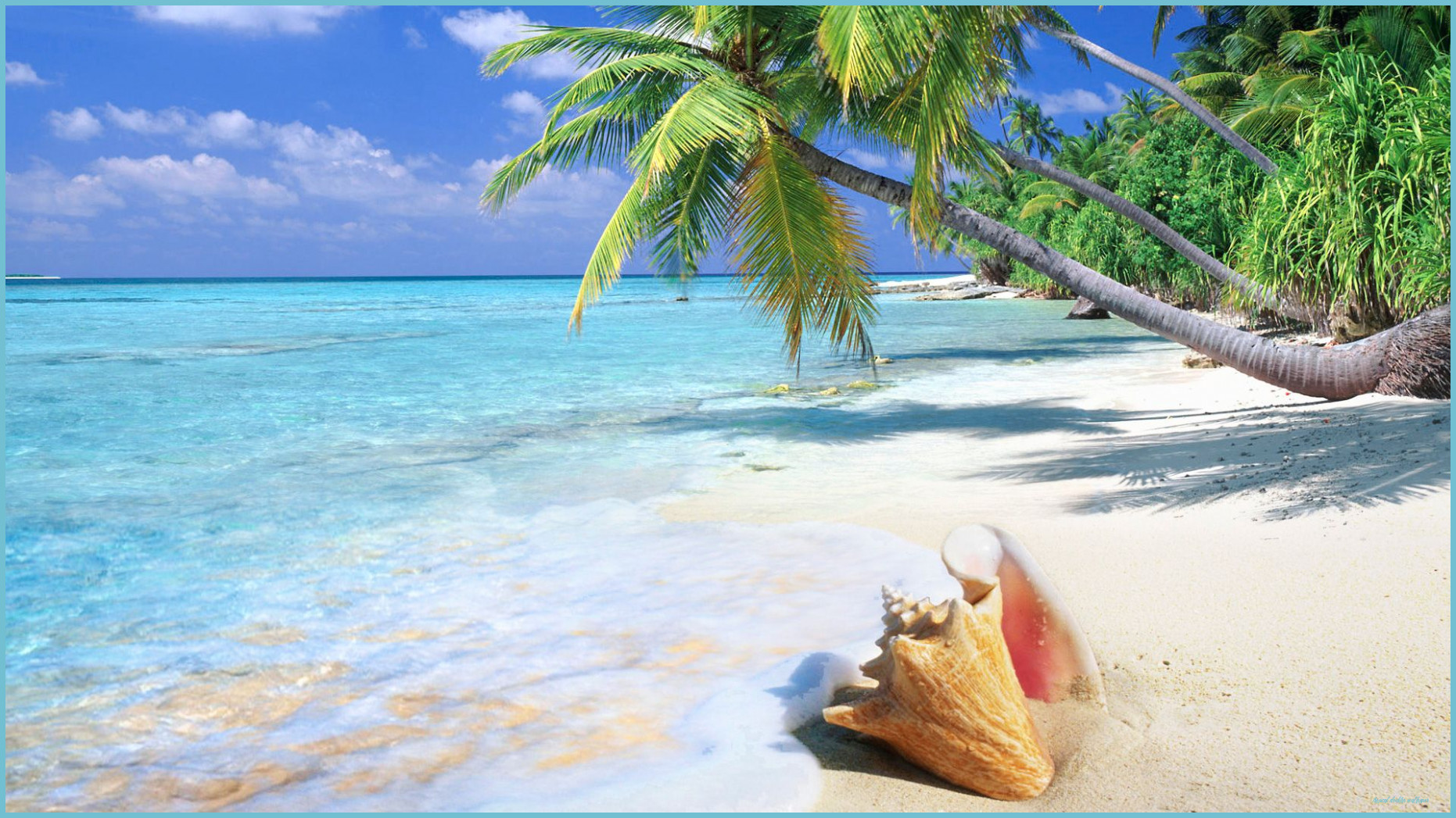 Conchiglia spiaggia tropicale palma, 1862x1047 900p, Laptop