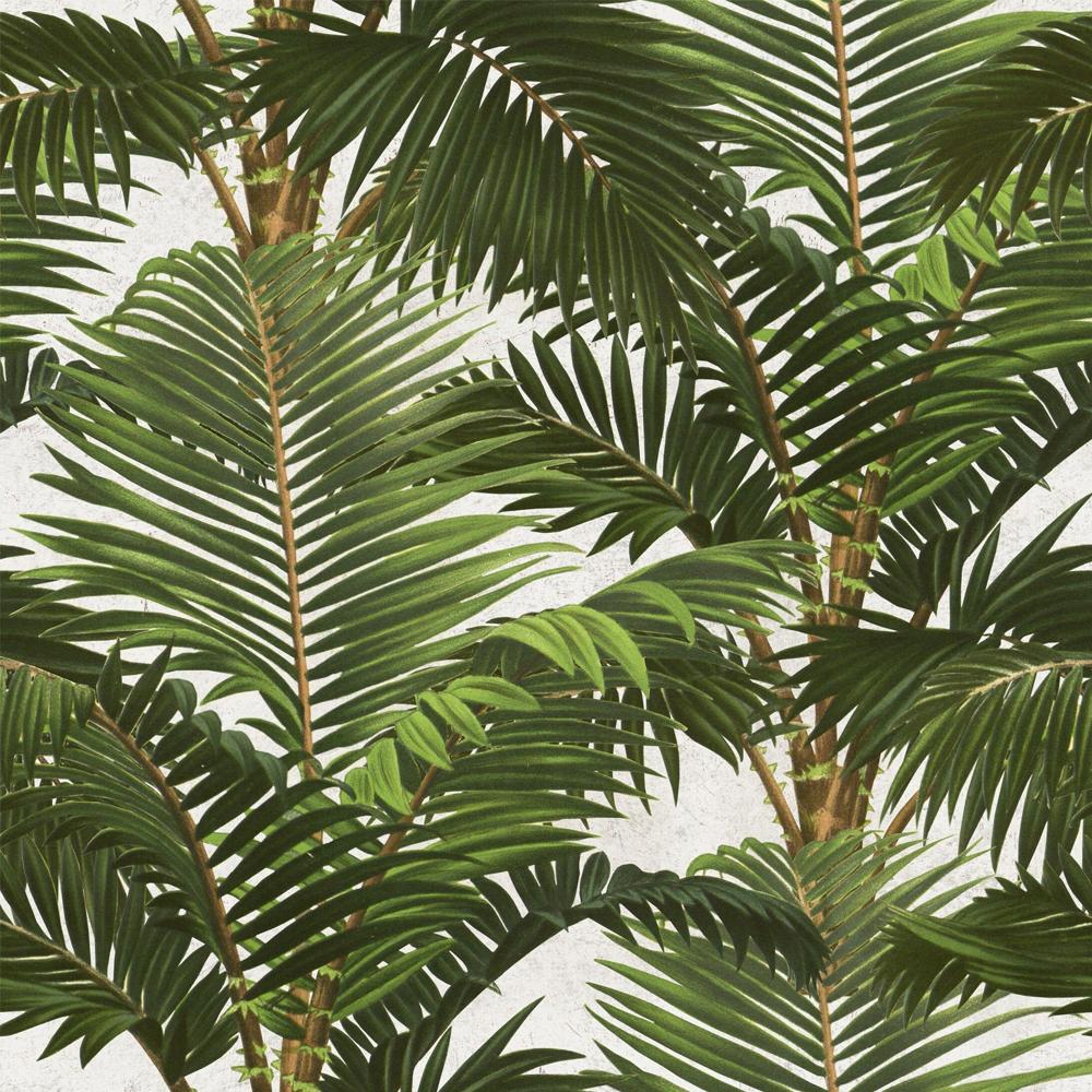 Foglie di palma verdi tropicali, 1000x1000 HD, Desktop