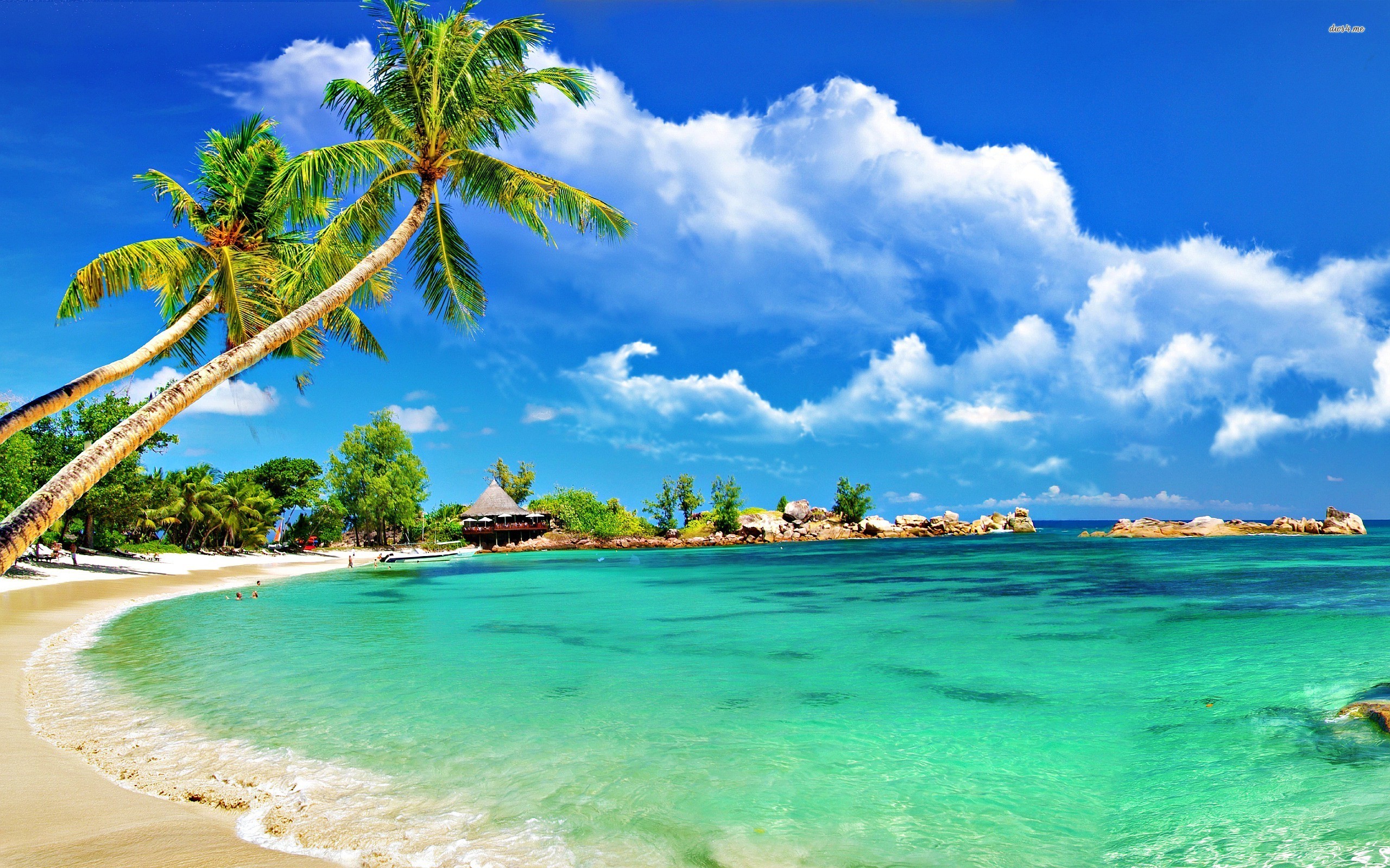 Spiaggia tropicale con palme, 2560x1600 WQXGA, PC