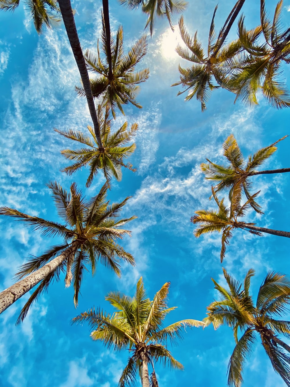 Palme viste dal basso, cielo azzurro, 1000x1333 Verticale, Telefono
