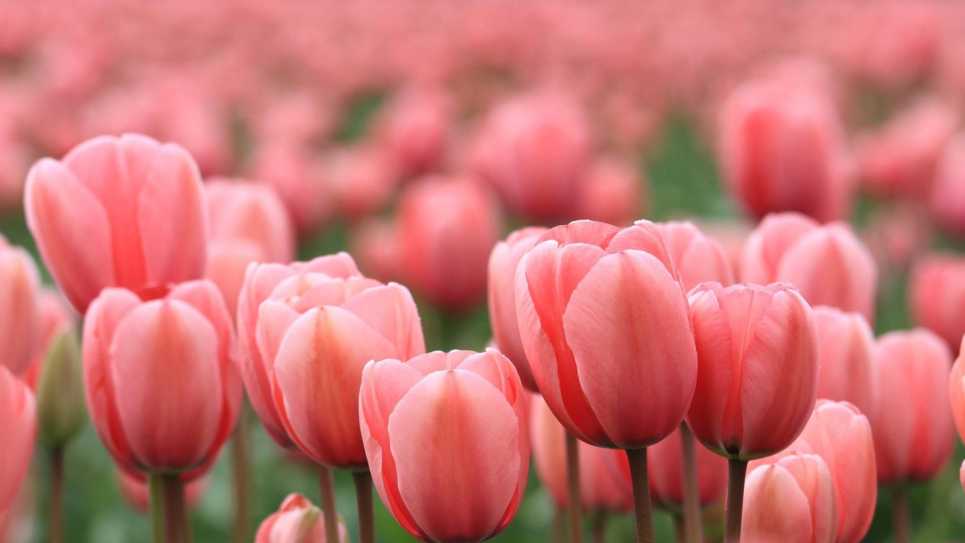 Campo di tulipani rosa, 1920x1080 Full HD, Desktop