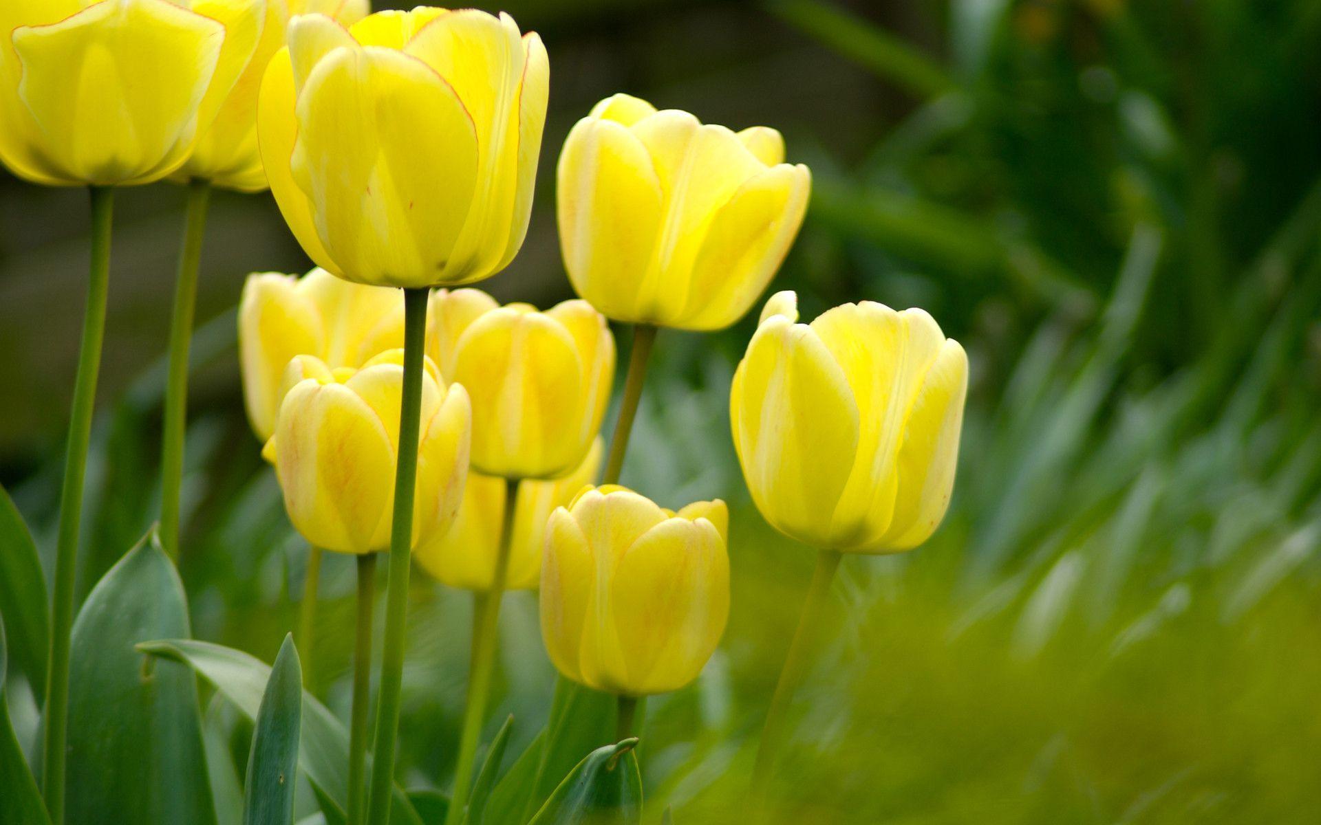 Tulipani gialli in giardino, 1920x1200 WUXGA, iMac