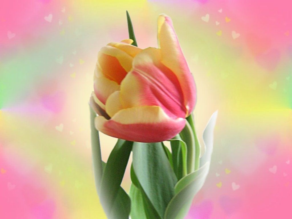 Tulipano rosa e giallo, 1024x768 HD, Desktop