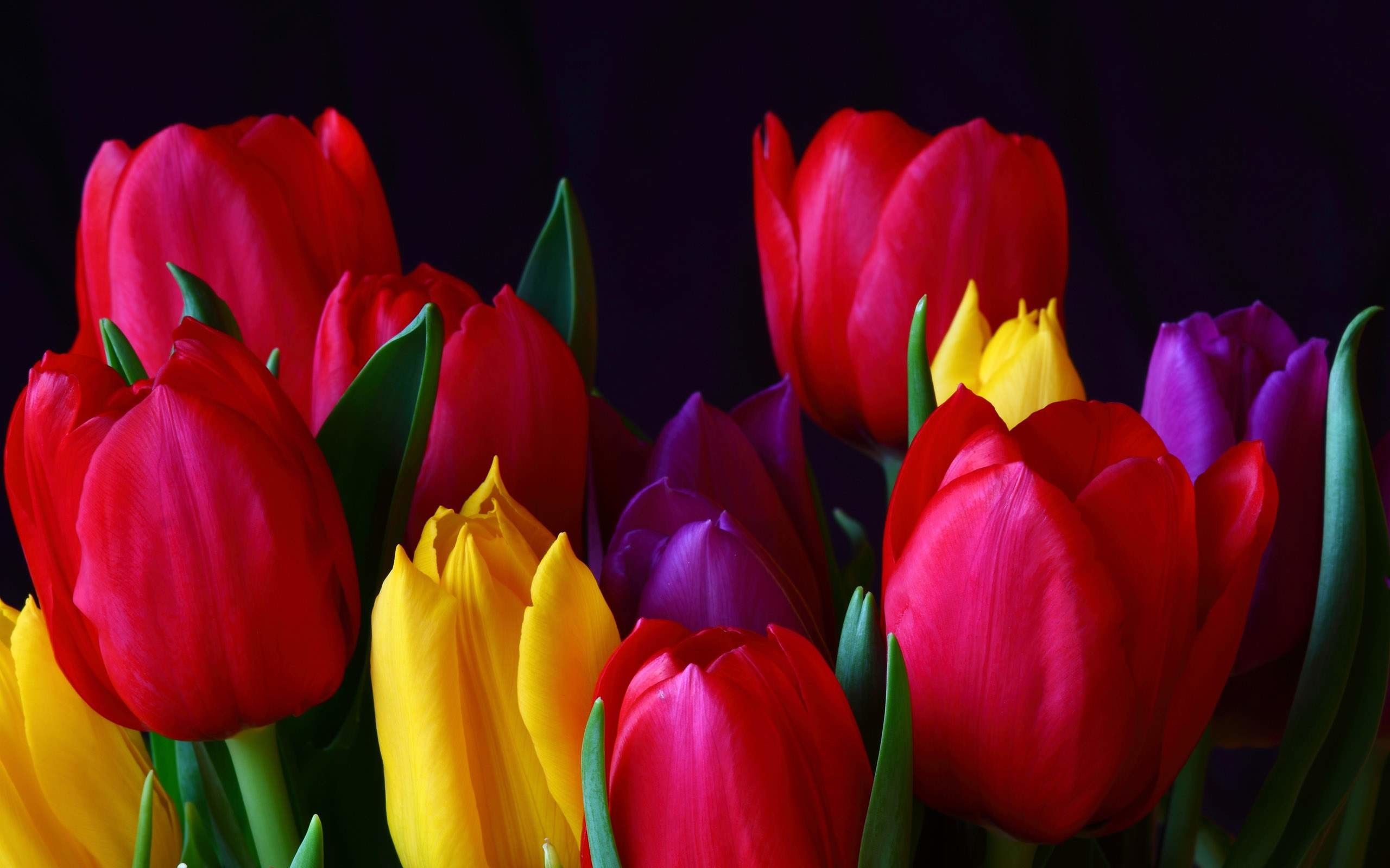 Tulipani rossi gialli viola, 2560x1600 2K+, Desktop