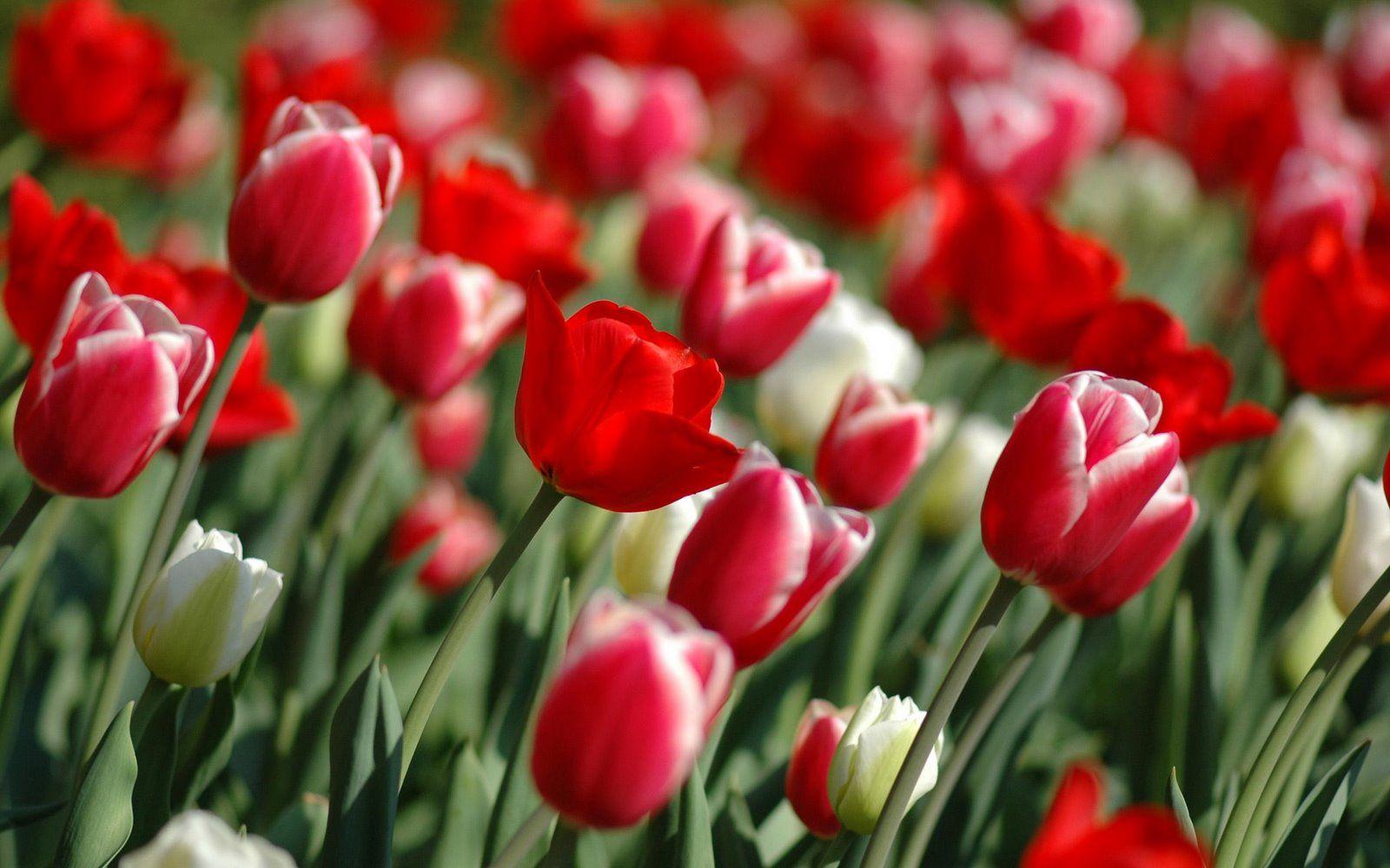 Tulipani rossi e bianchi, 1600x1000 HD Ready, PC