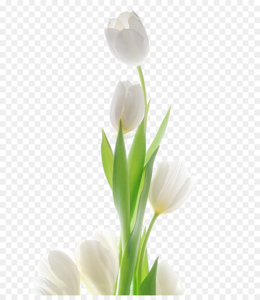 Tulipani bianchi su trasparente, 900x1040 Verticale, Android