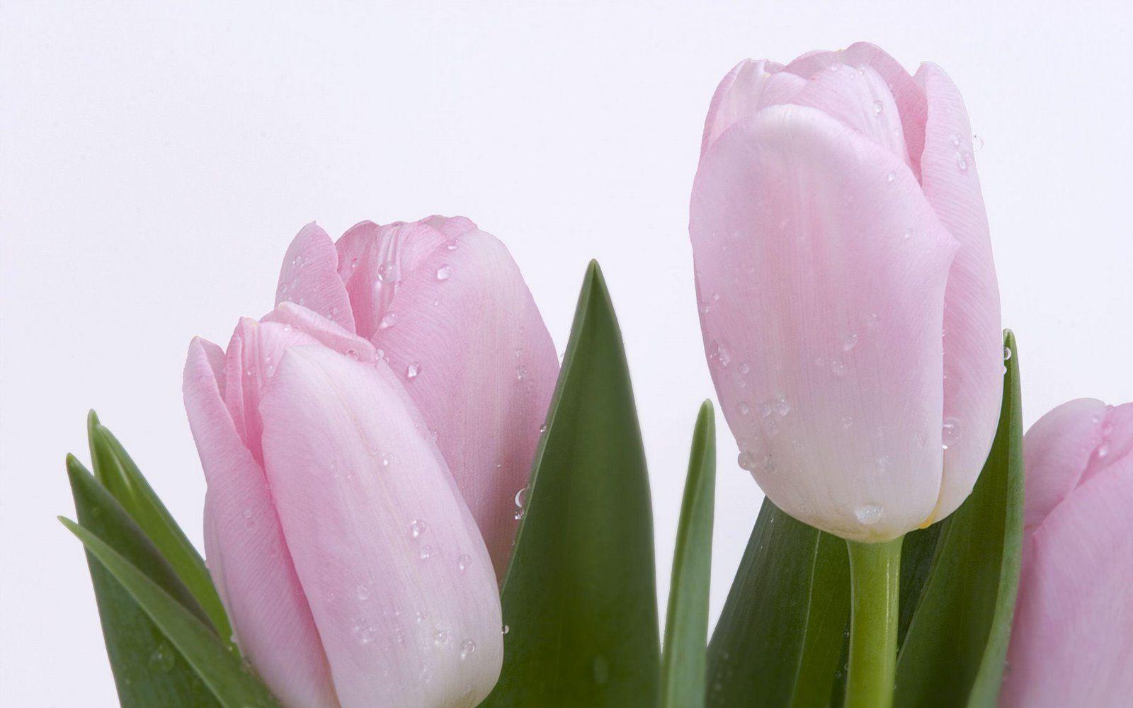 Tulipani rosa con gocce d'acqua, 1600x1000 900p, PC