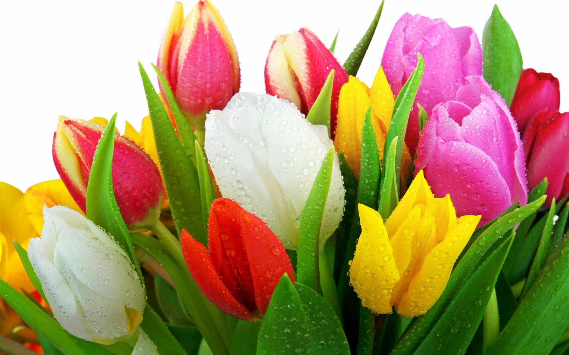 Tulipani colorati con gocce d'acqua, 1920x1200 Full HD+ WUXGA, Desktop