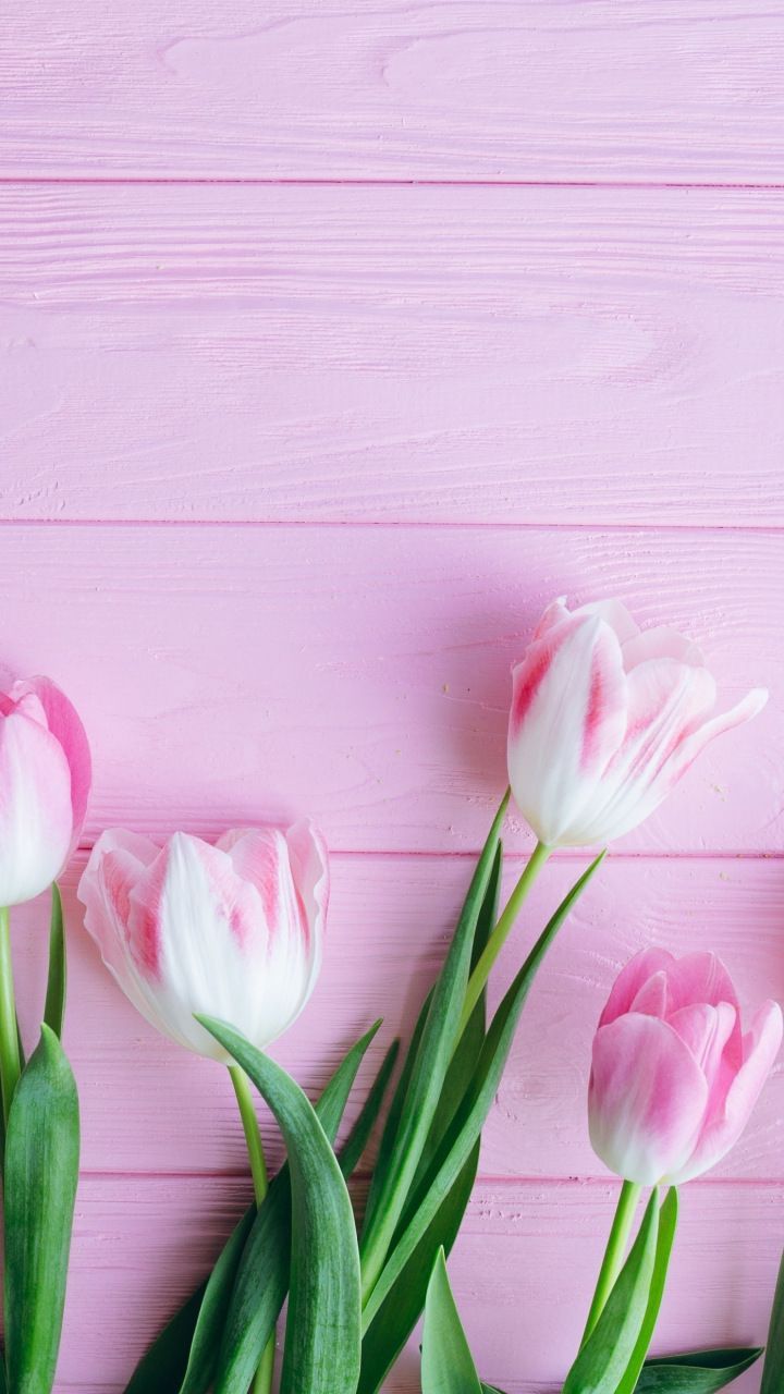 Tulipani rosa su legno rosa, 720x1280 Verticale, Mobile