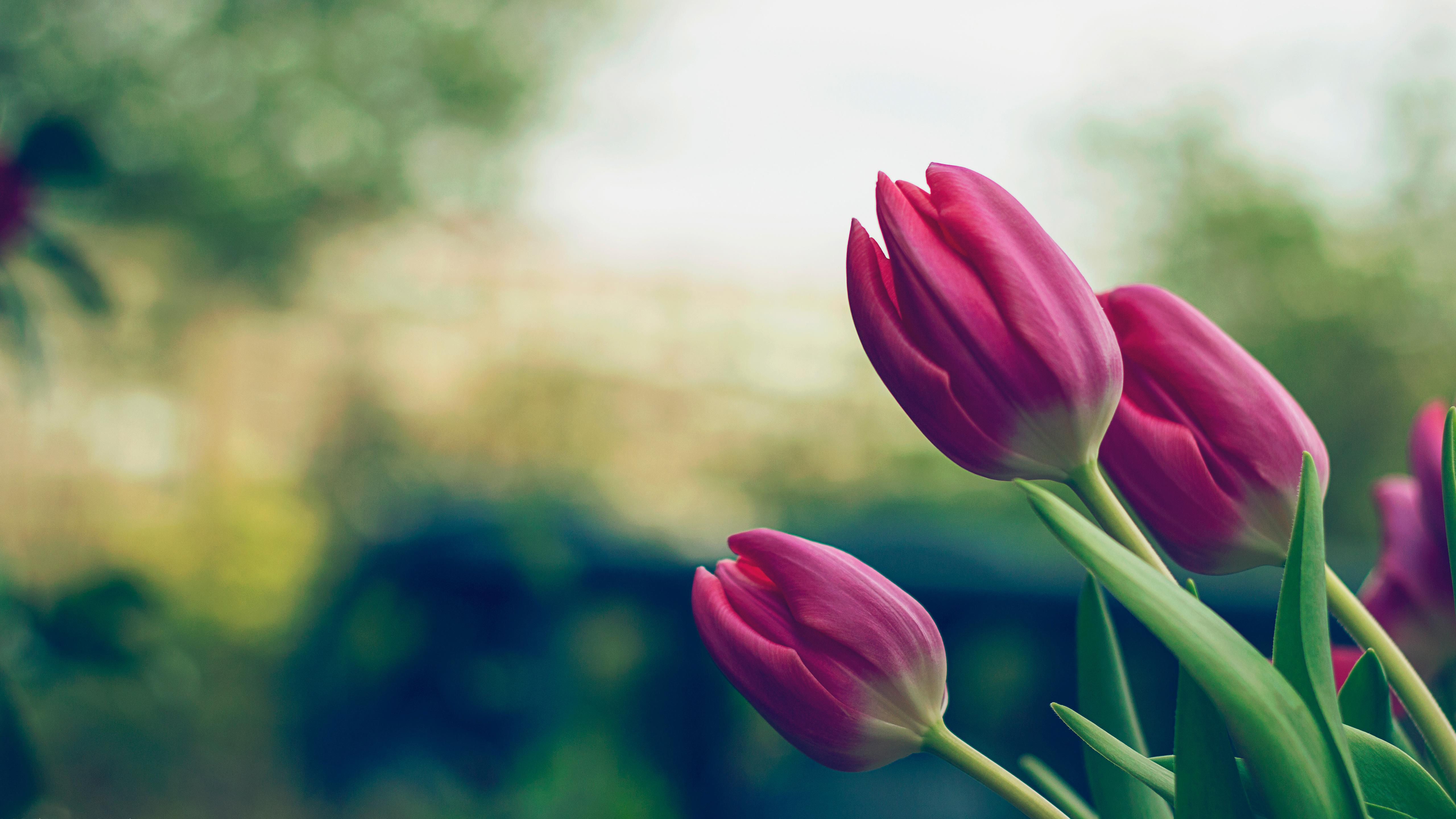 Tulipani rosa in fiore, 5120x2880 UHD, PC 4K