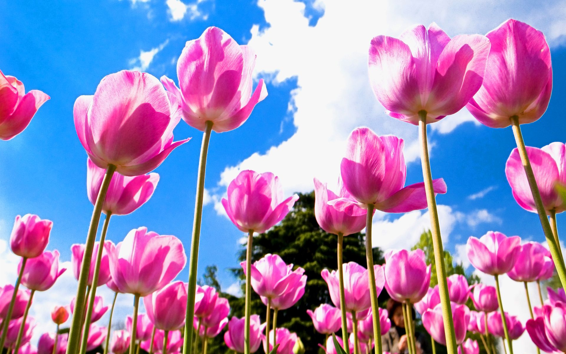 Tulipani rosa contro cielo blu, 1920x1200 WUXGA, Desktop