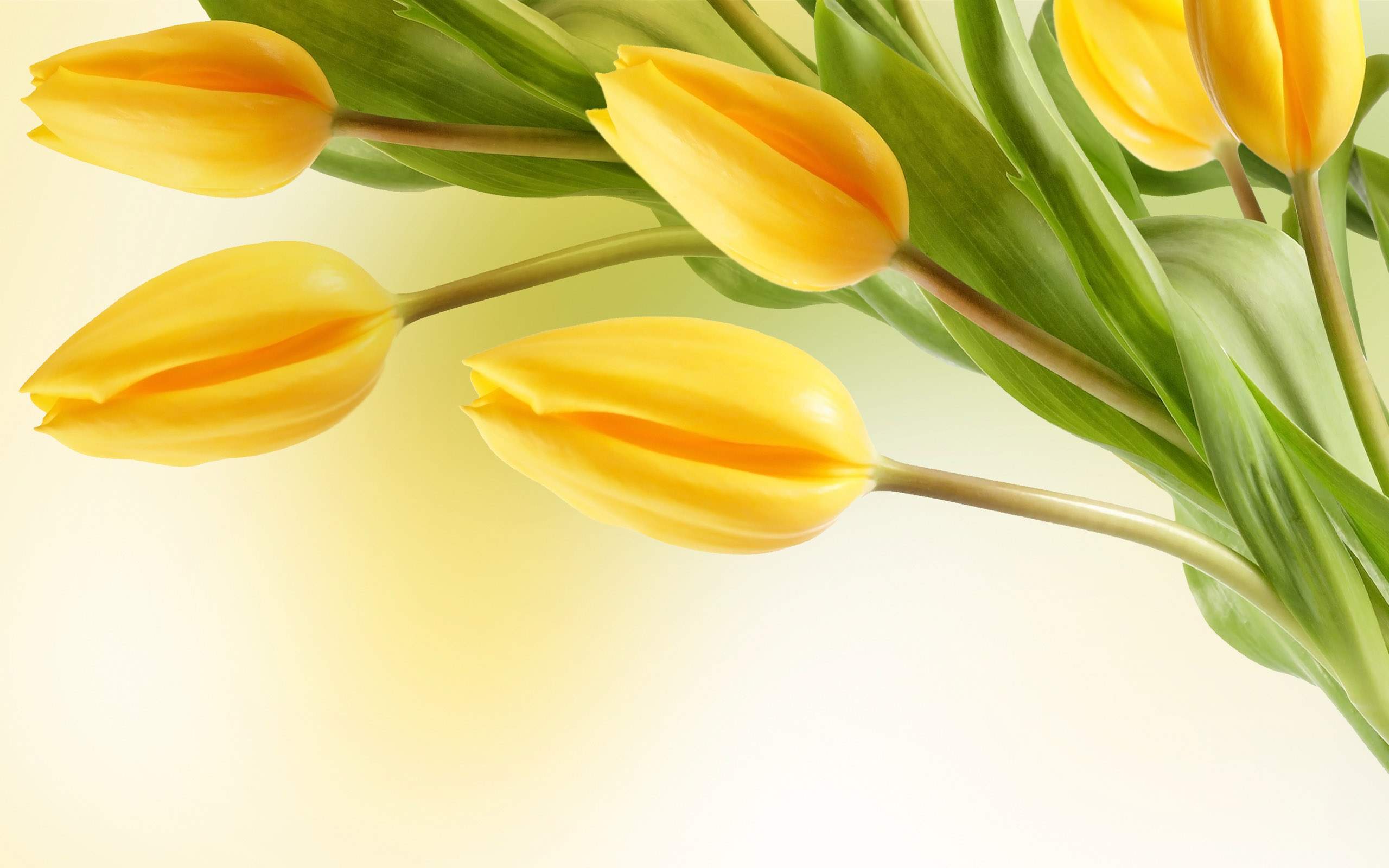 Tulipani gialli illustrazione, 2560x1600 WQXGA, Laptop
