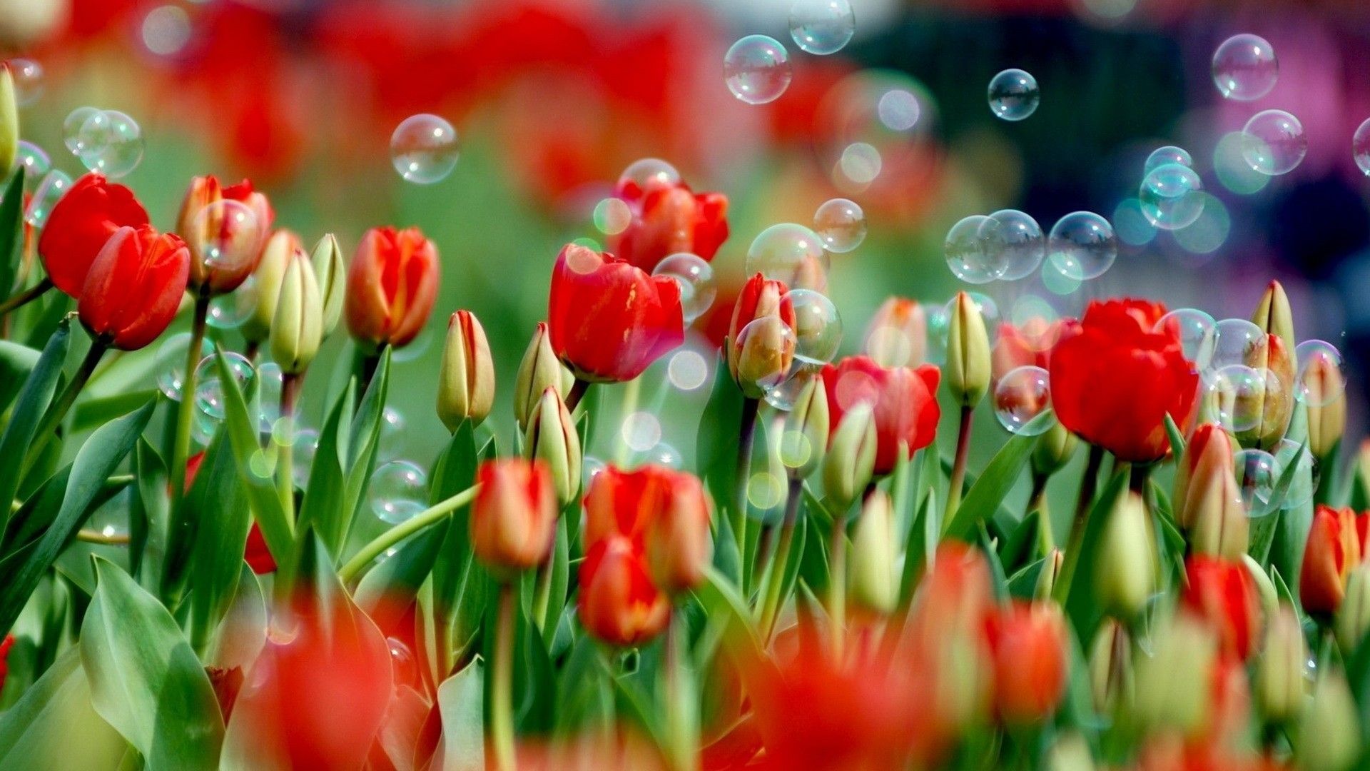 Tulipani rossi con bolle, 1920x1080 Full HD, Desktop
