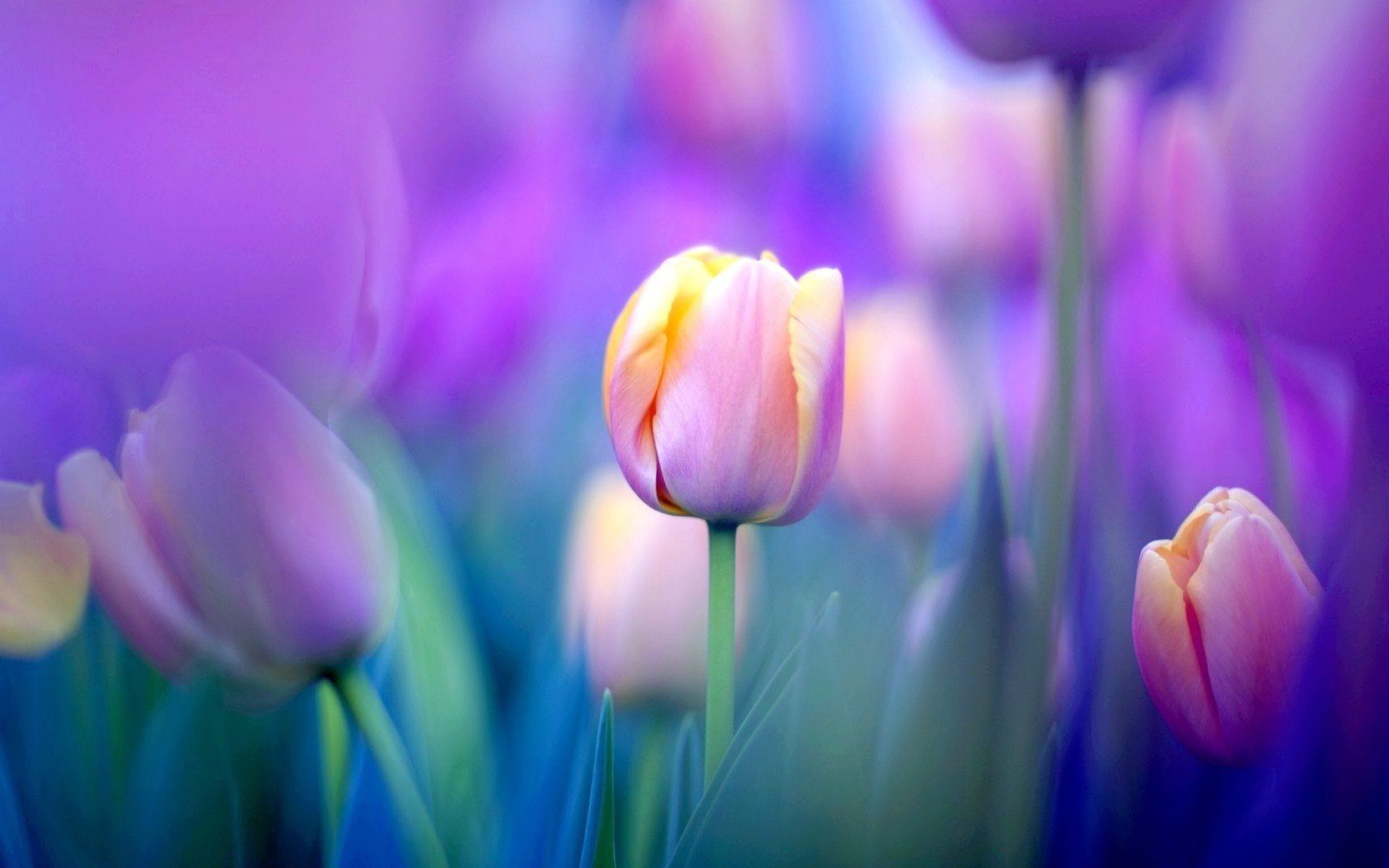 Tulipani rosa e viola, 1920x1200 WUXGA, PC