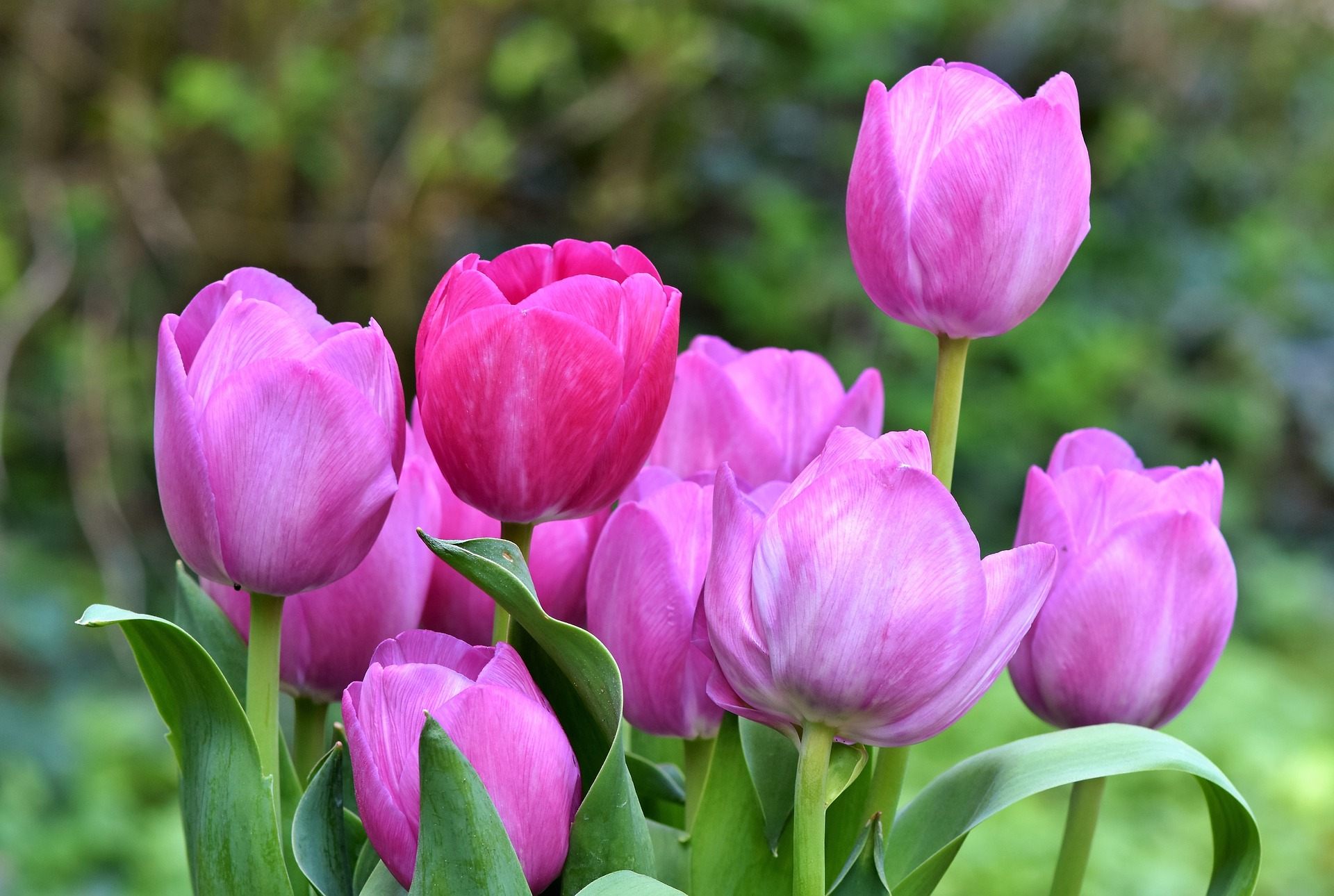 Tulipani rosa e fucsia, 1920x1290 Full HD+ WUXGA, Desktop