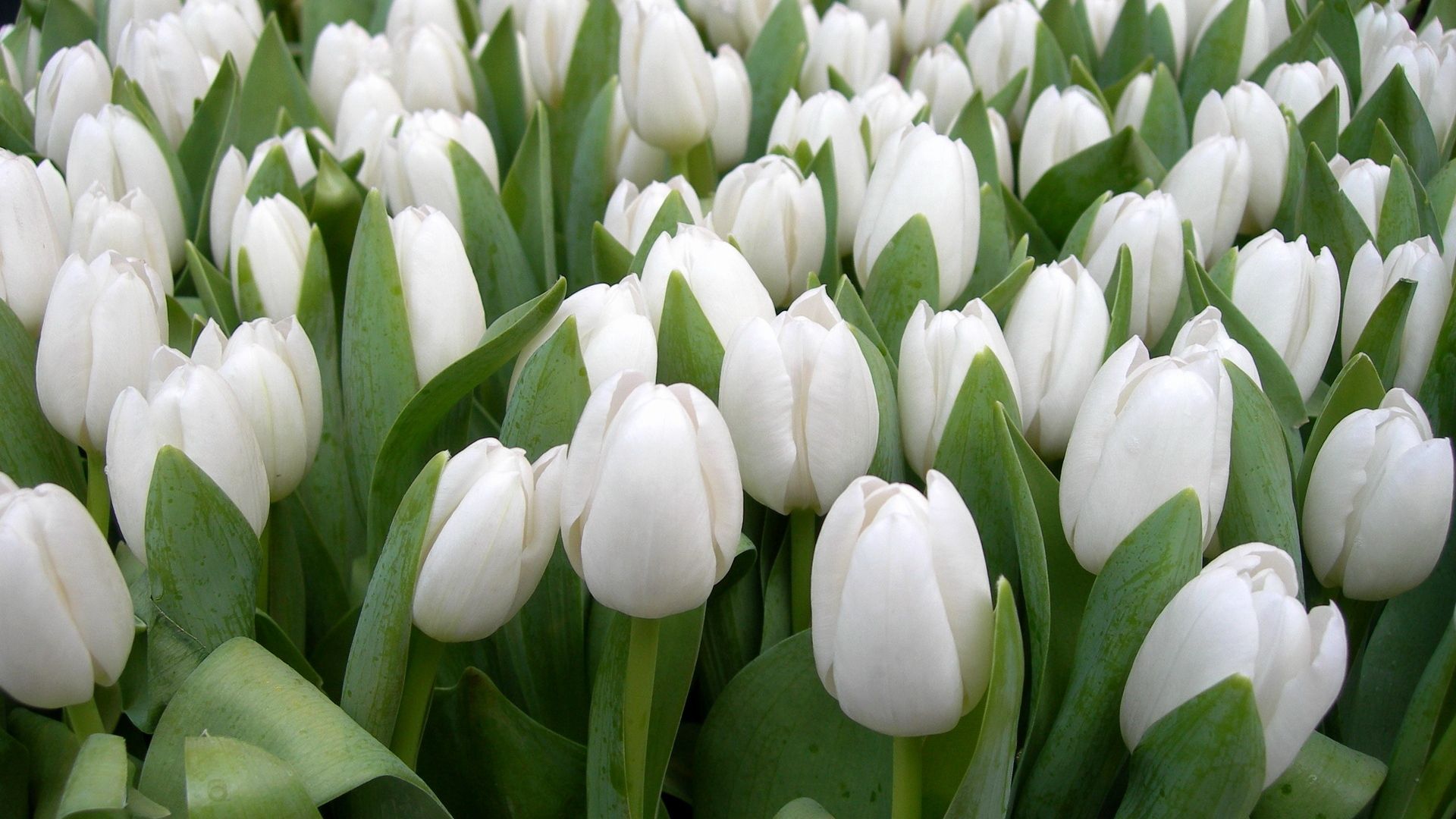 Campo di tulipani bianchi, 1920x1080 Full HD, Laptop