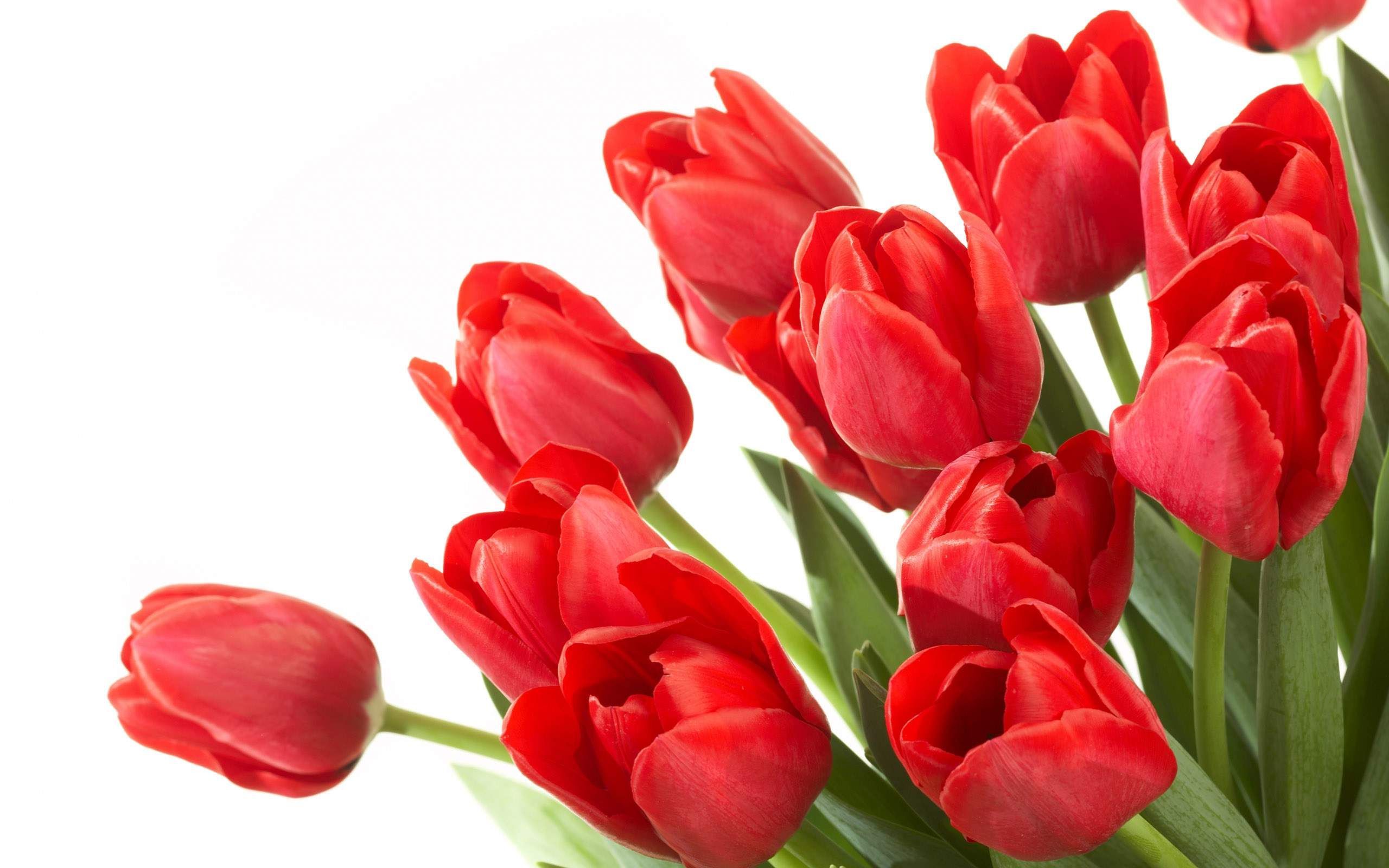 Tulipani rossi su sfondo bianco, 2560x1600 WQXGA, Desktop