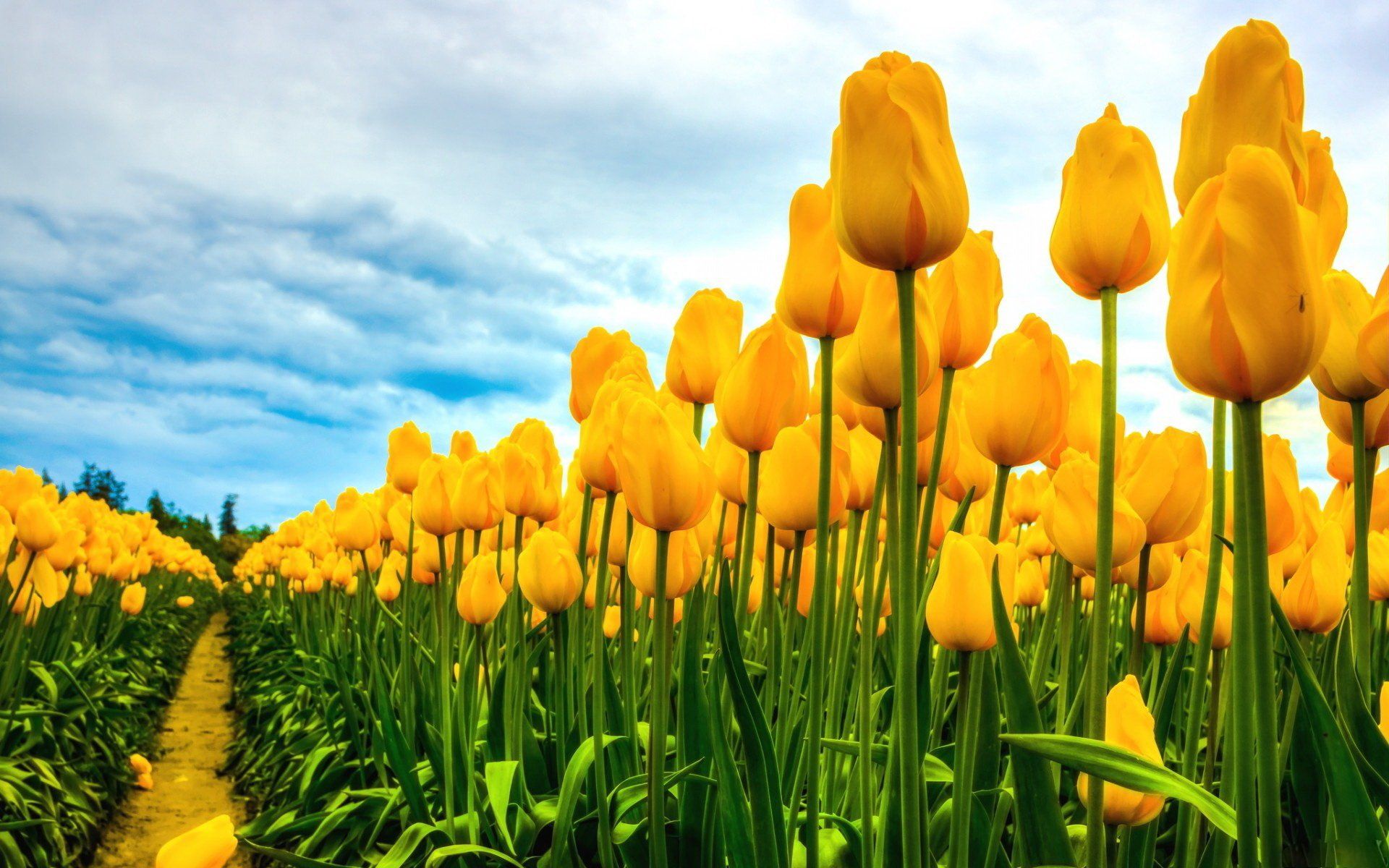 Campo di tulipani gialli, 1920x1200 Full HD+ WUXGA, PC