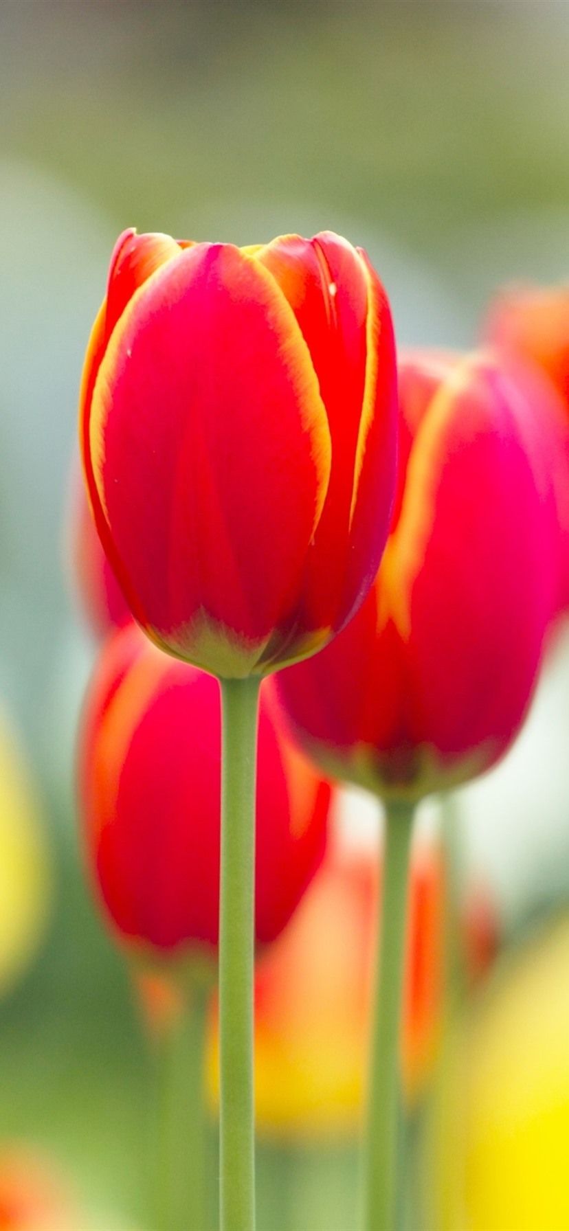 Tulipani rossi macro fotografia, 828x1792 Verticale, Mobile