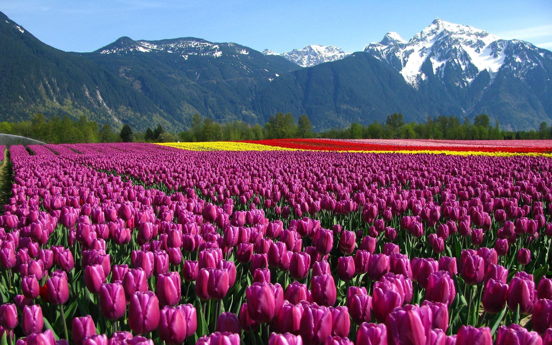 Campo di tulipani viola, 1920x1200 WUXGA, Laptop