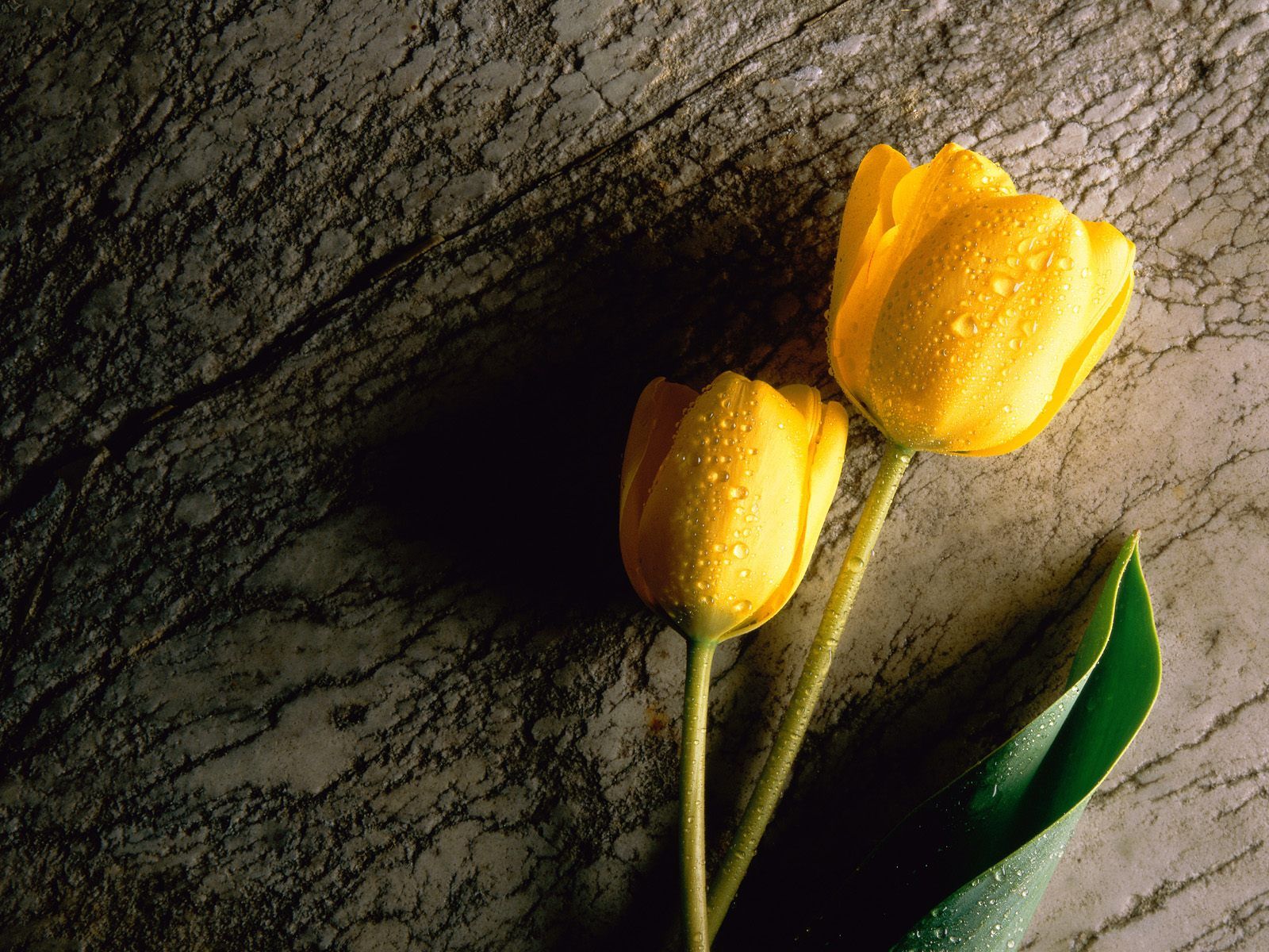 Tulipani gialli con rugiada, 1600x1200 HD Ready, Desktop