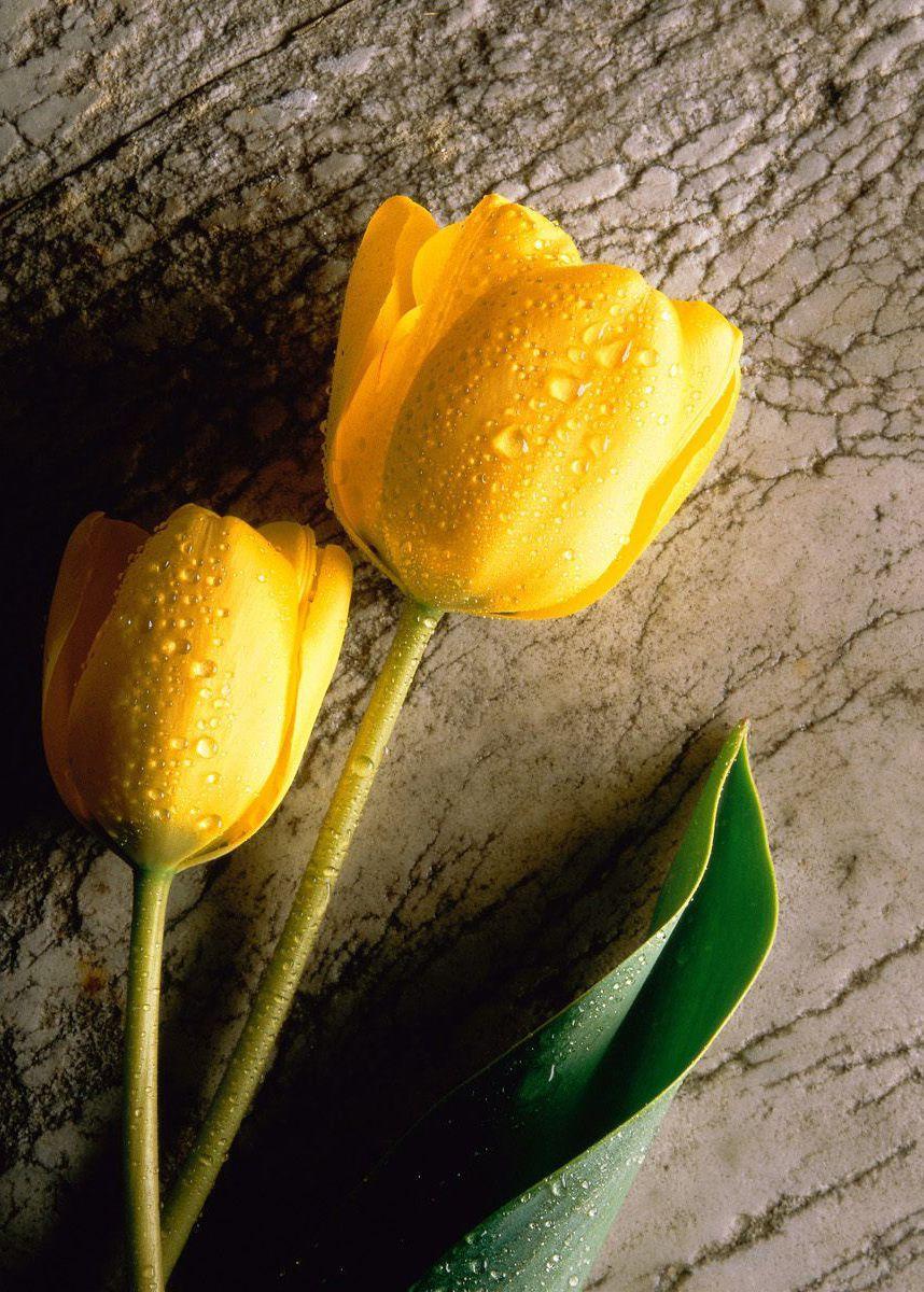 Tulipani gialli con rugiada, 858x1200 Verticale, Mobile