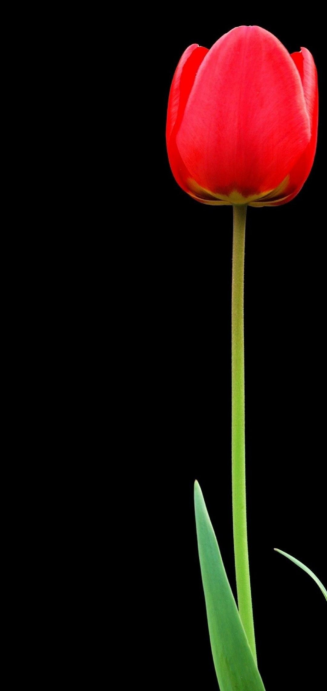 Tulipano rosso su nero, 1080x2280 Verticale, Telefono