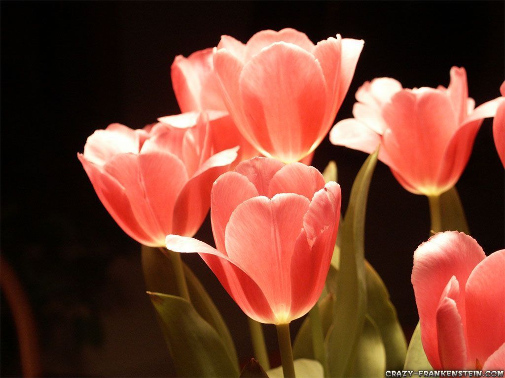 Tulipani rosa su sfondo scuro, 1024x768 HD, Laptop