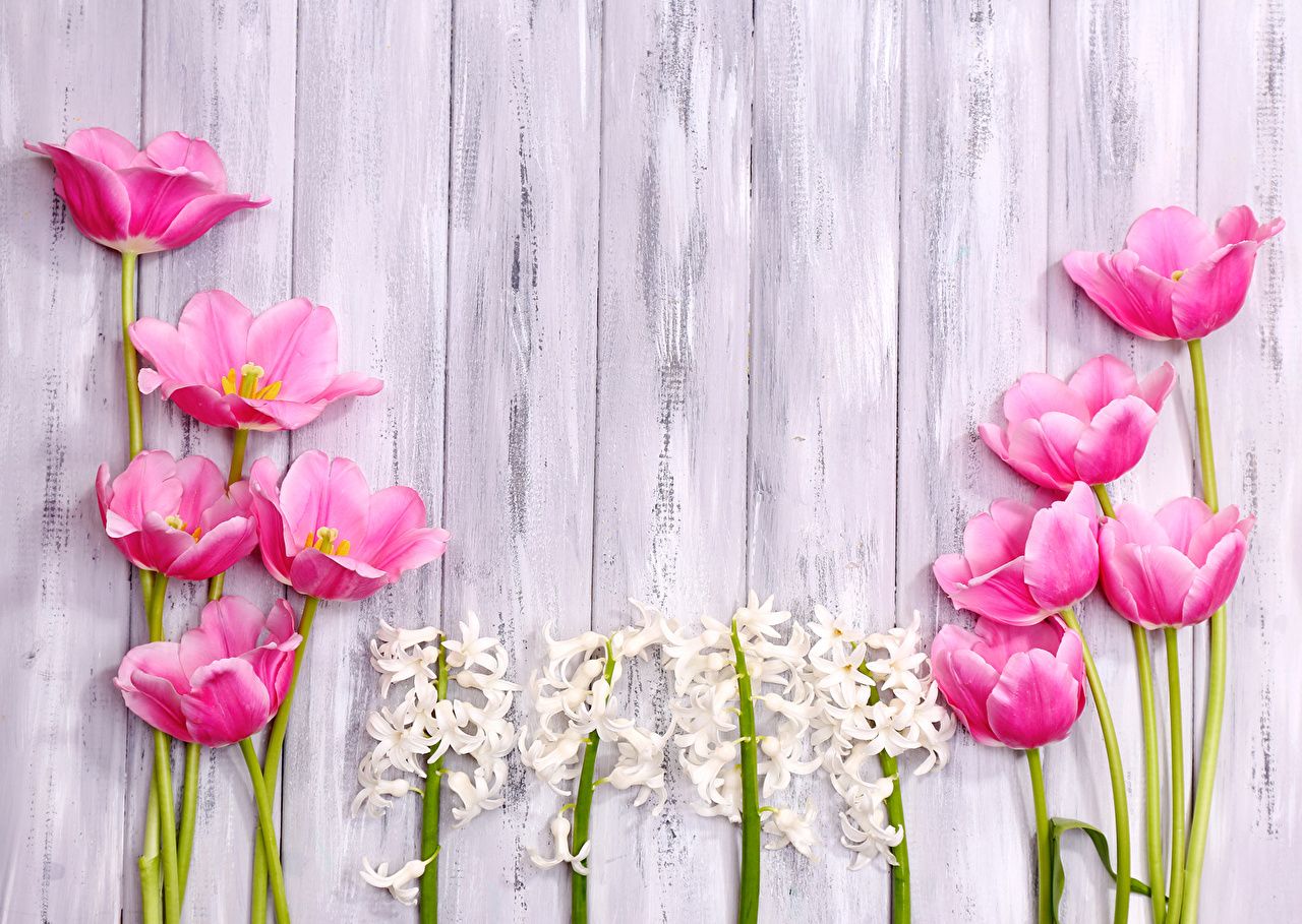 Tulipani rosa e giacinti bianchi, 1280x909 HD, Desktop