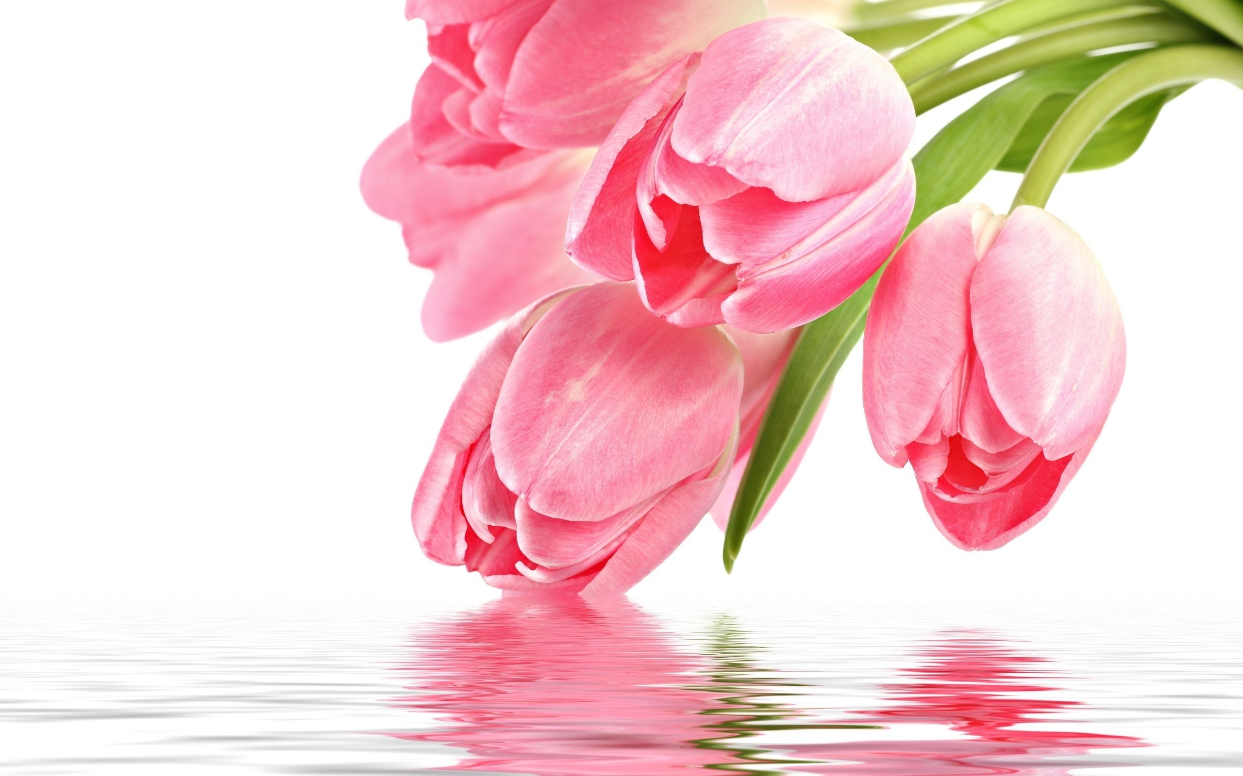 Tulipani rosa con riflesso acqua, 2560x1600 2K, MacBook Pro