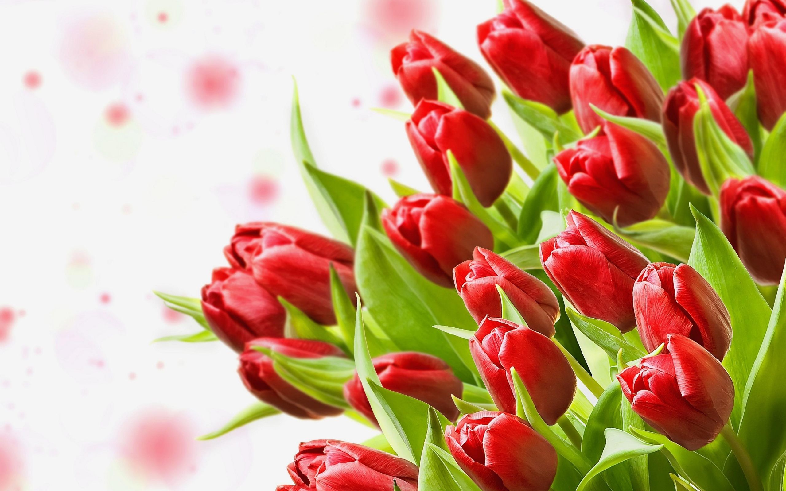 Bouquet tulipani rossi, 2560x1600 2K, MacBook Pro