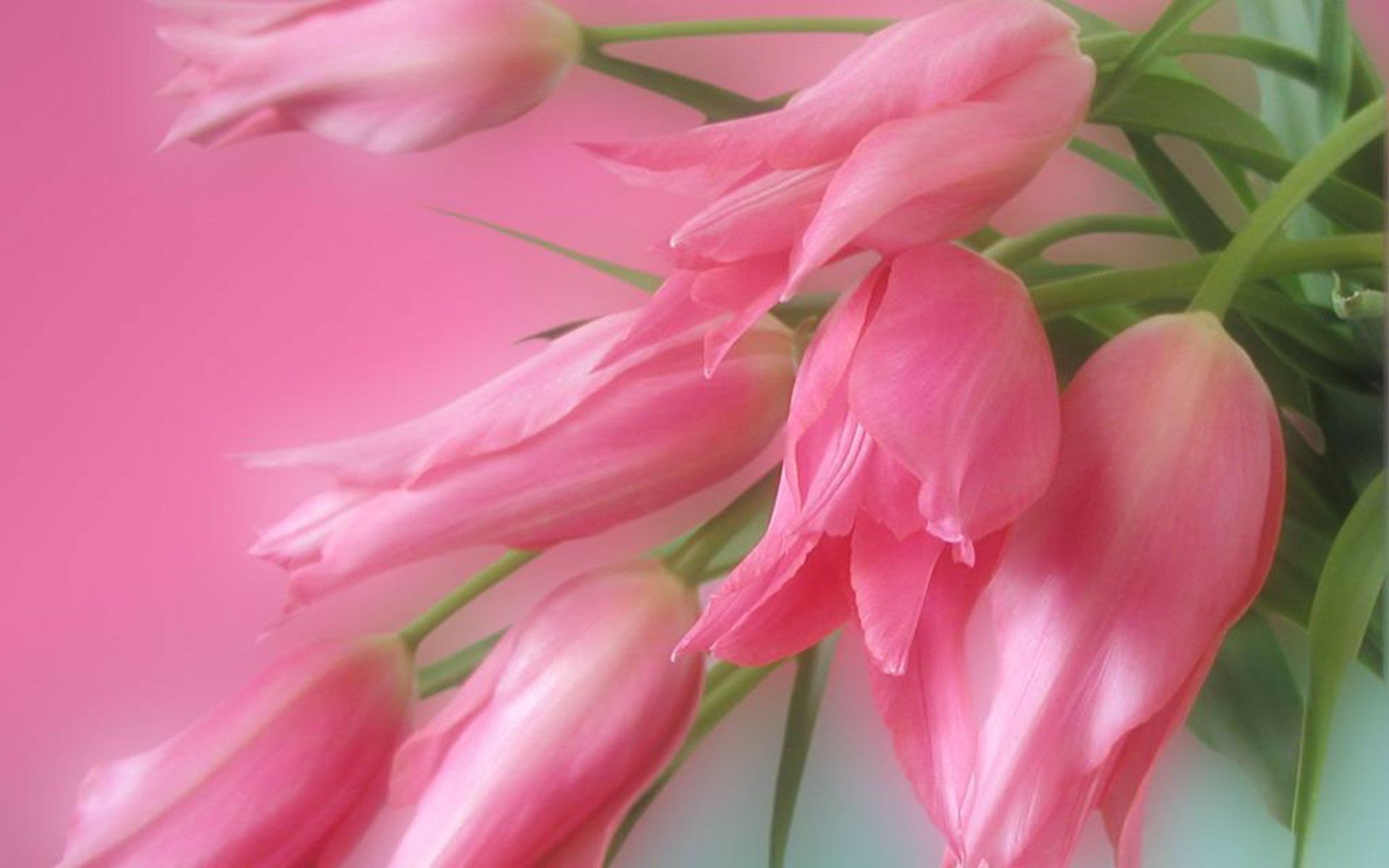 Tulipani rosa boccioli, 1920x1200 Full HD+, Desktop