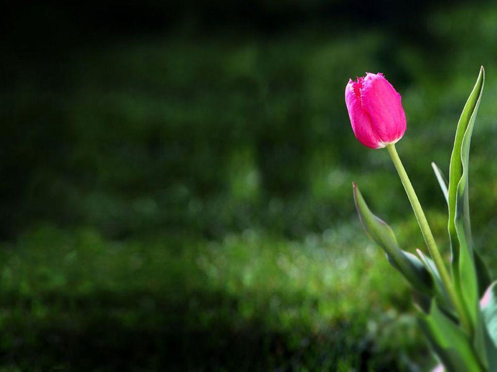 Tulipano rosa su sfondo verde, 1024x768 HD, Laptop