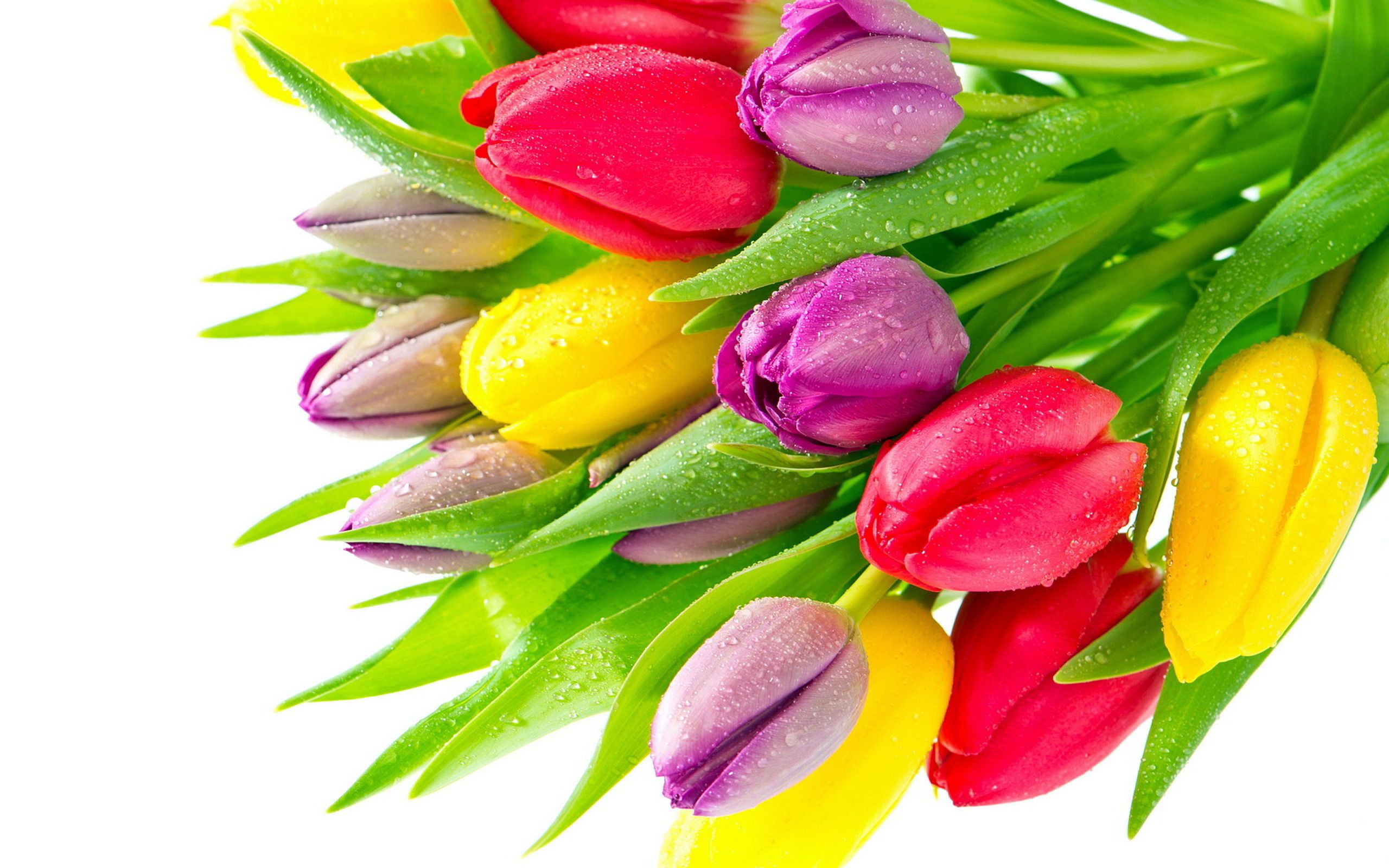 Tulipani colorati con gocce d'acqua, 2560x1600 2K+, Desktop