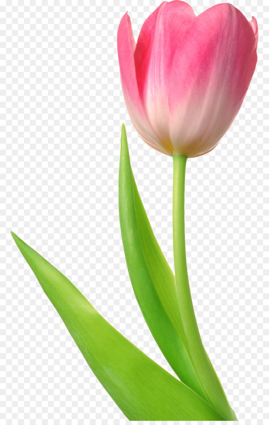 Tulipano rosa cartone animato, 900x1420 Verticale, Telefono