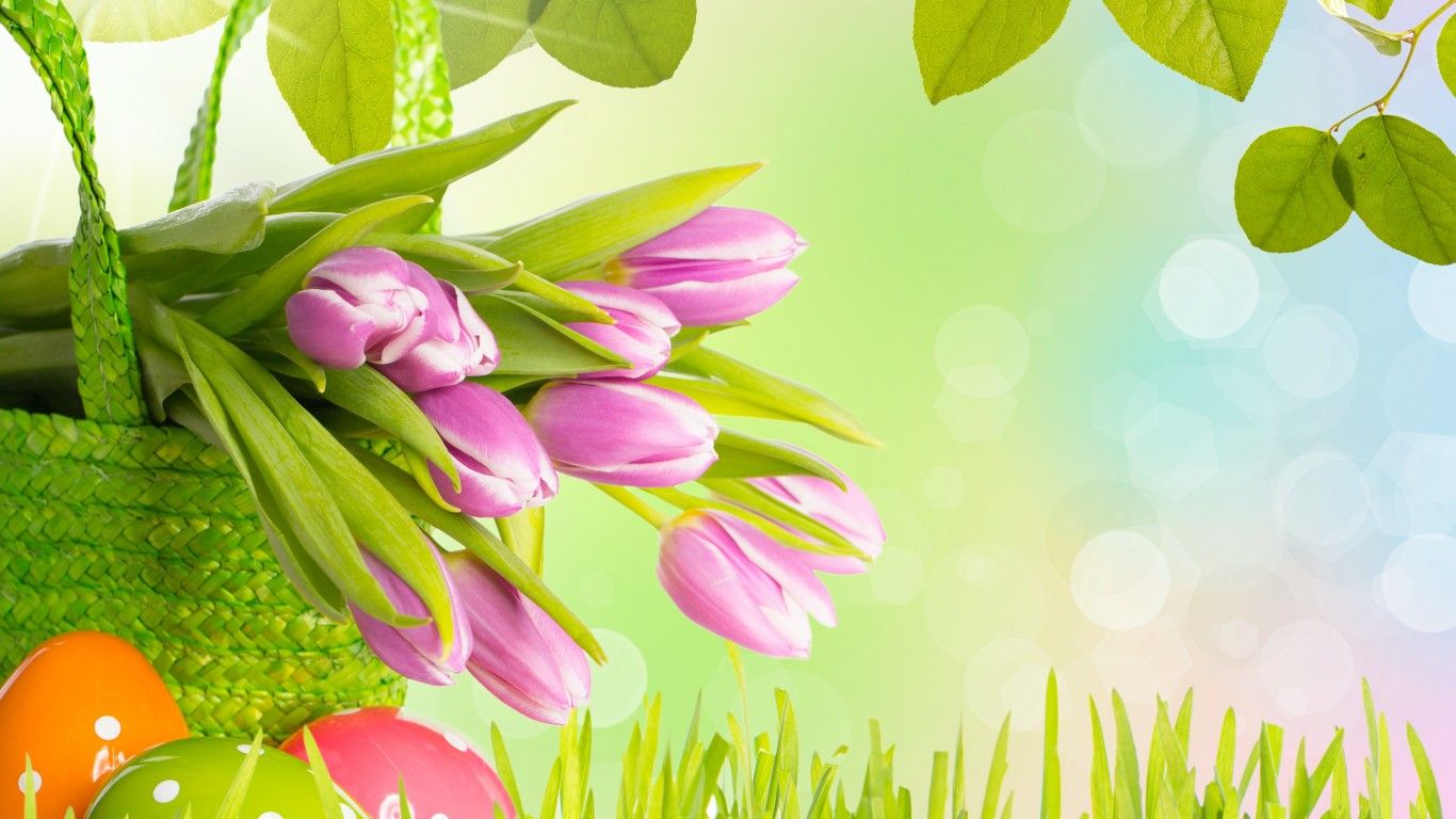 Tulipani rosa in cestino verde, 1366x768 HD, Desktop