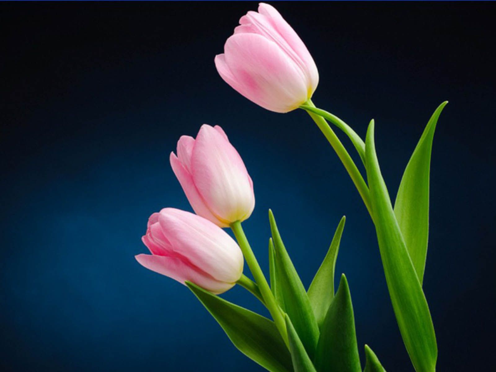 Tulipani rosa su blu, 1600x1200 HD, ROG Asus Laptop