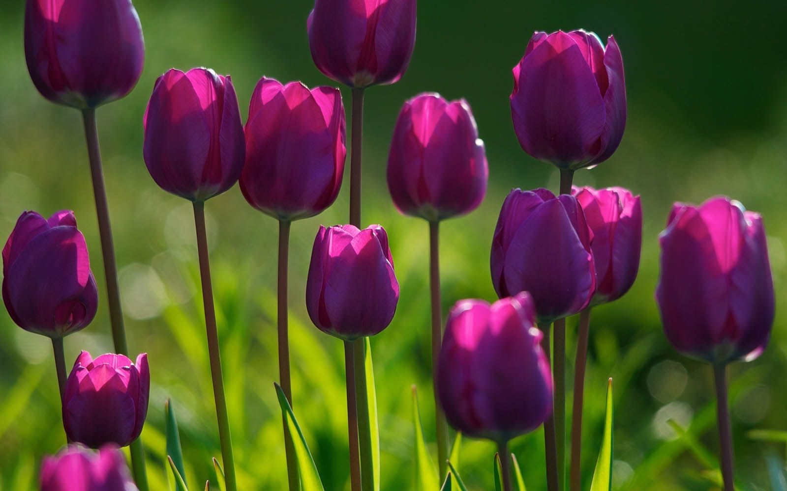 Tulipani viola nel prato, 1600x1000 HD, Desktop