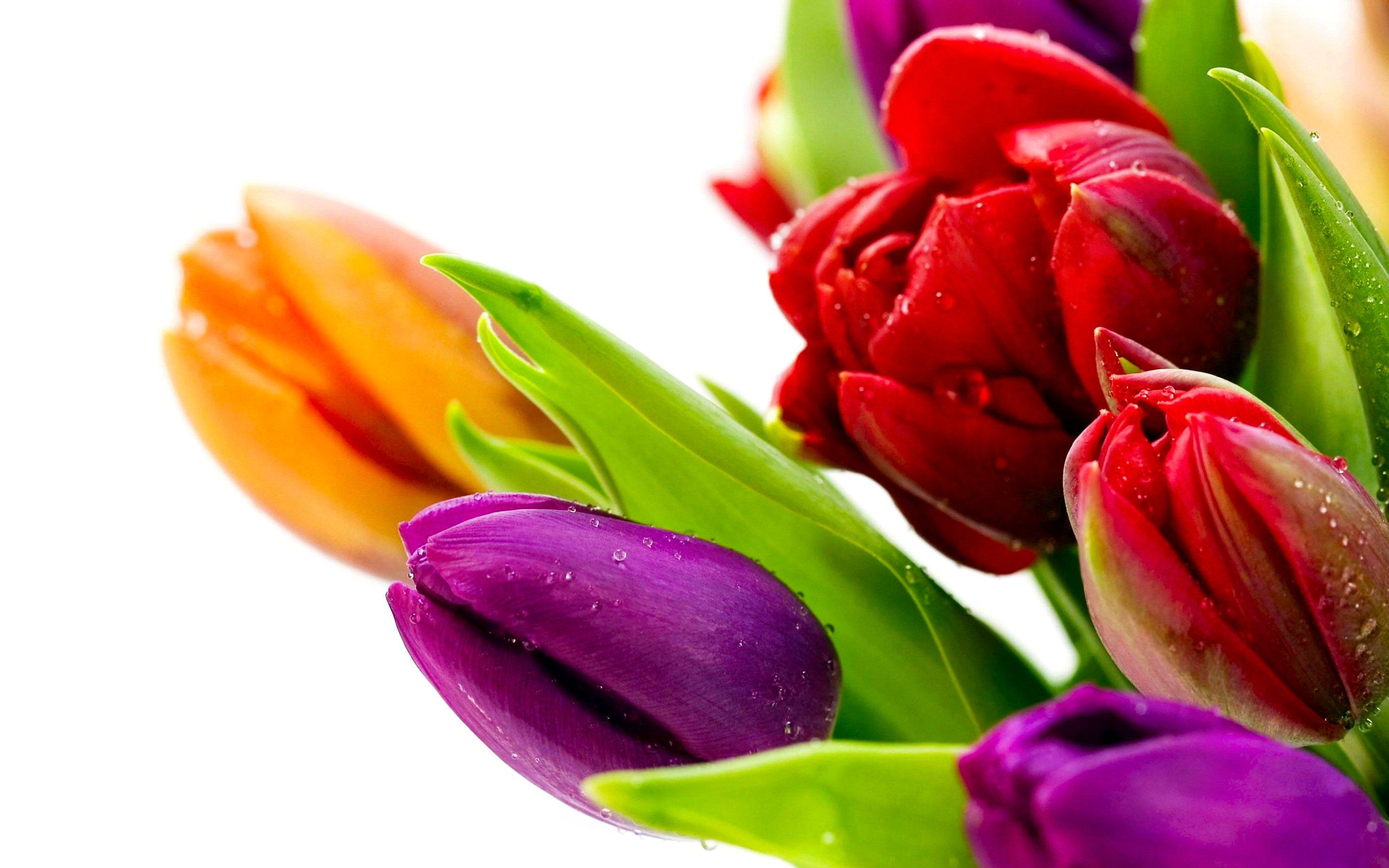 Tulipani colorati con gocce d'acqua, 2960x1850 2K+, Monitor Gaming