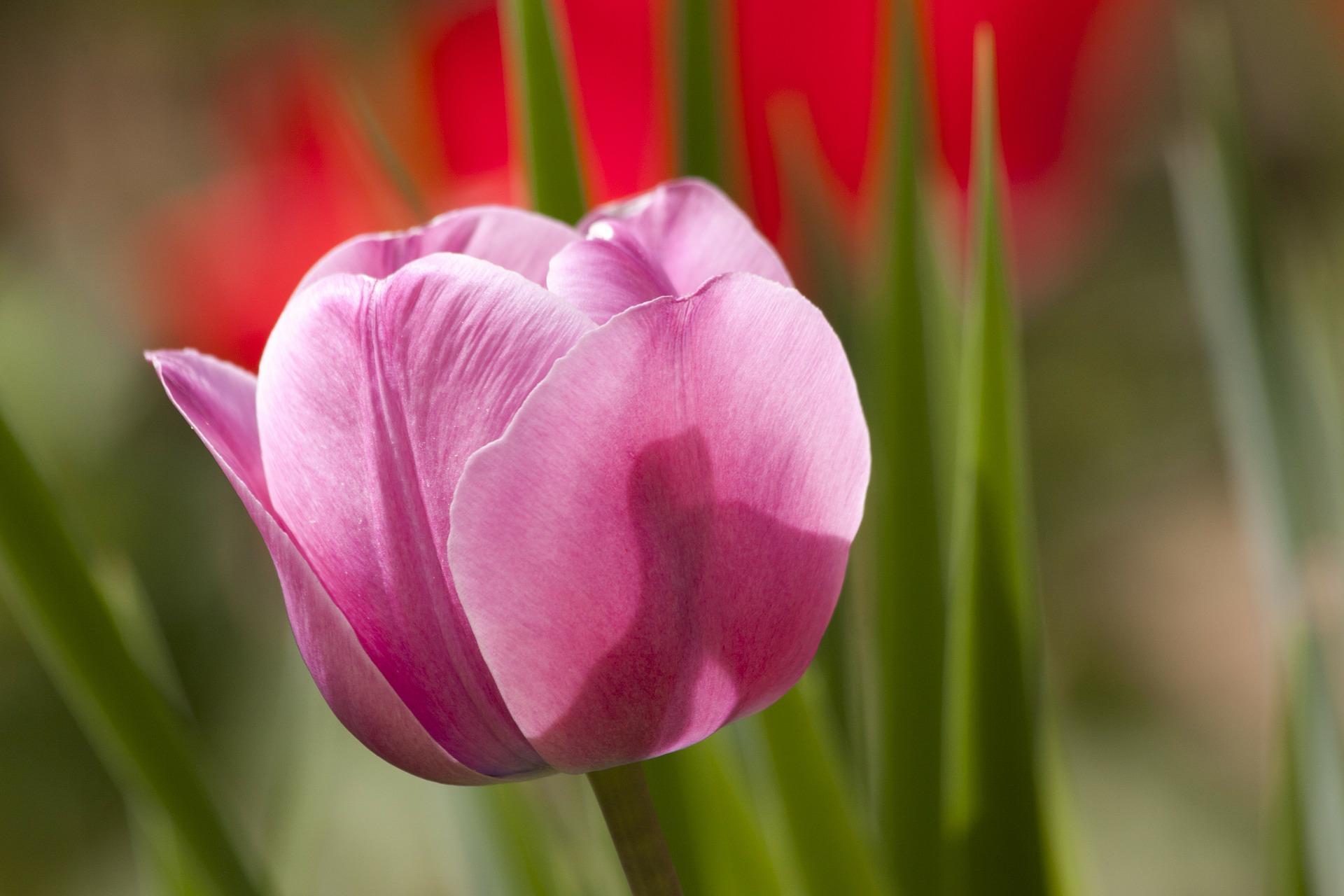 Tulipano rosa in primo piano, 1920x1280 Full HD+ WUXGA, Desktop