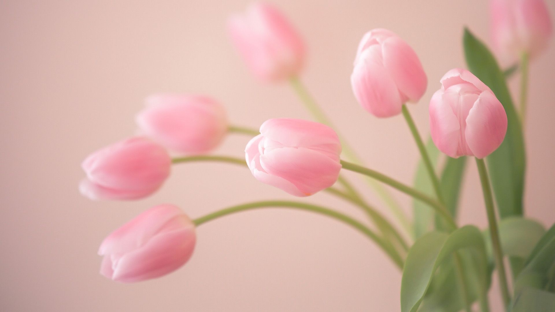 Tulipani rosa pastello, 1920x1080 1080p, PC Desktop