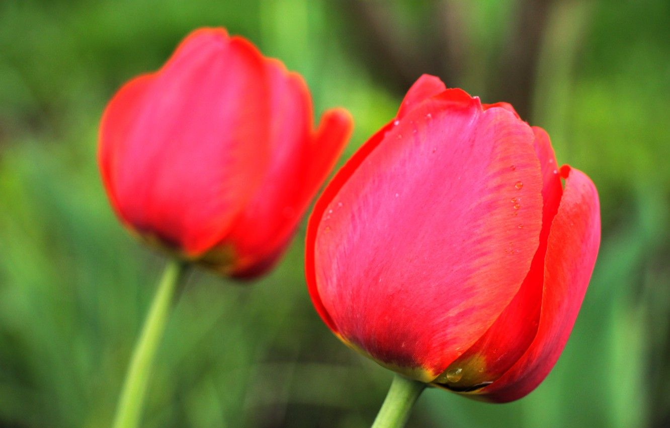 Tulipani rossi sfondo verde, 1332x850 720p, PC